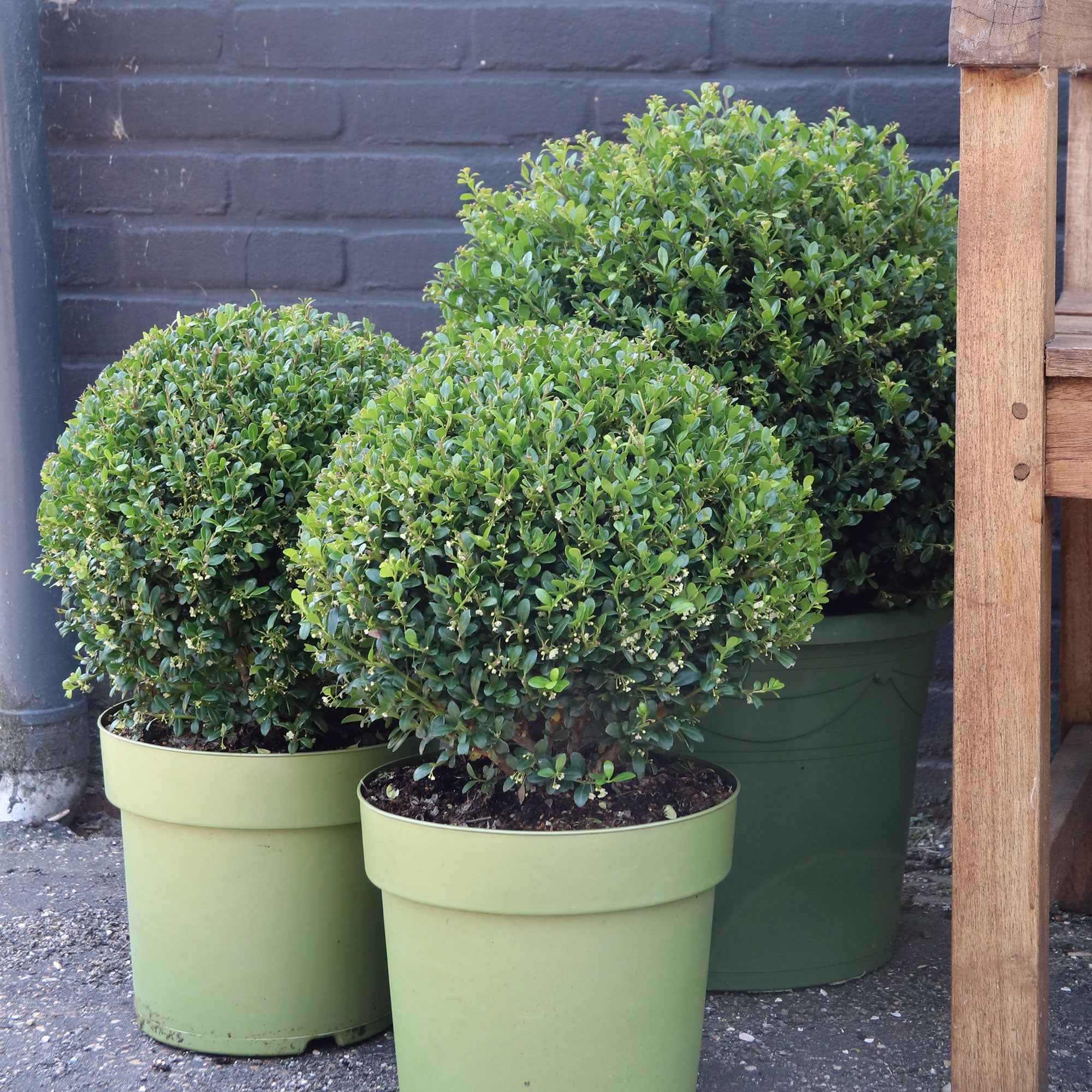 Houx du Japon Ilex crenata De forme sphérique - Image 3