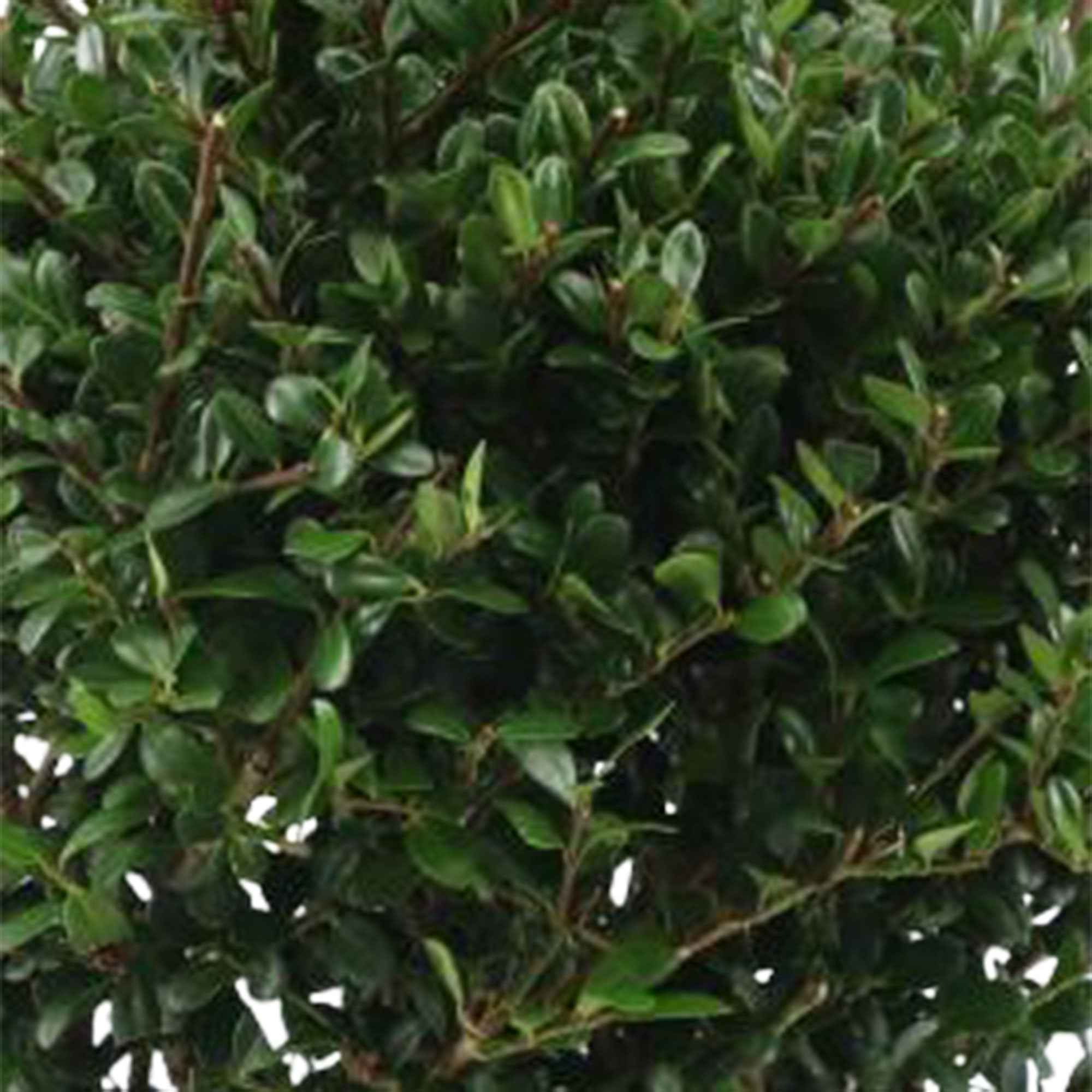 Houx du Japon Ilex crenata De forme sphérique - Image 4