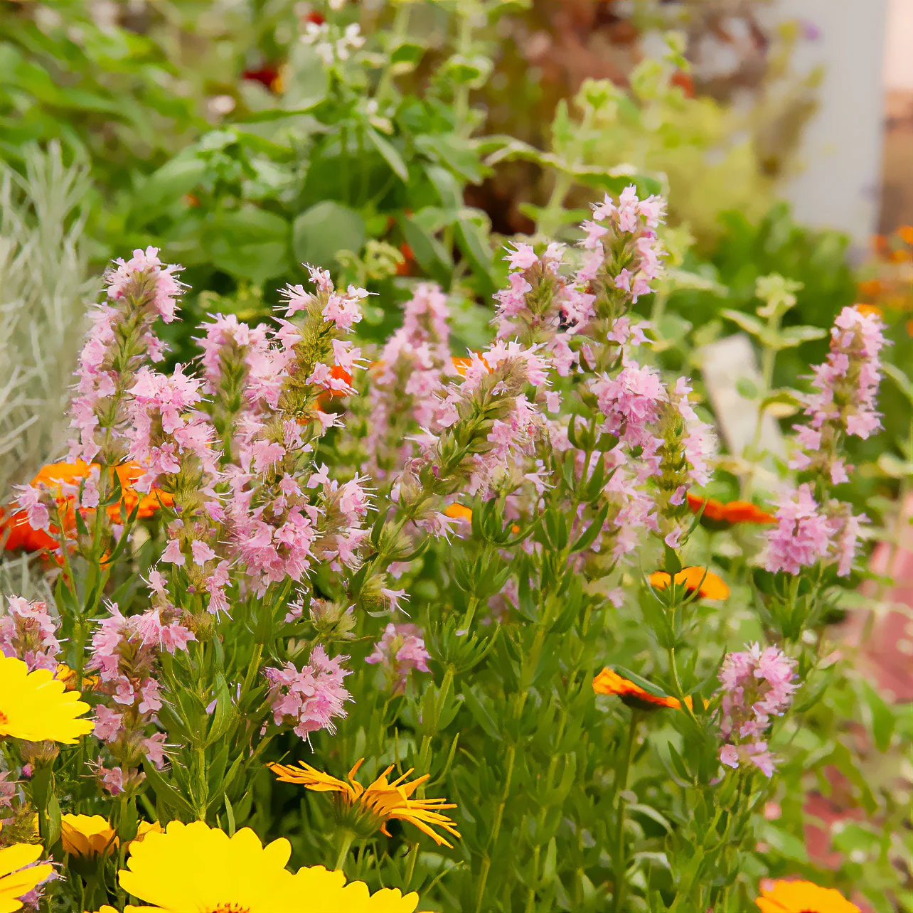Hysope officinale rose