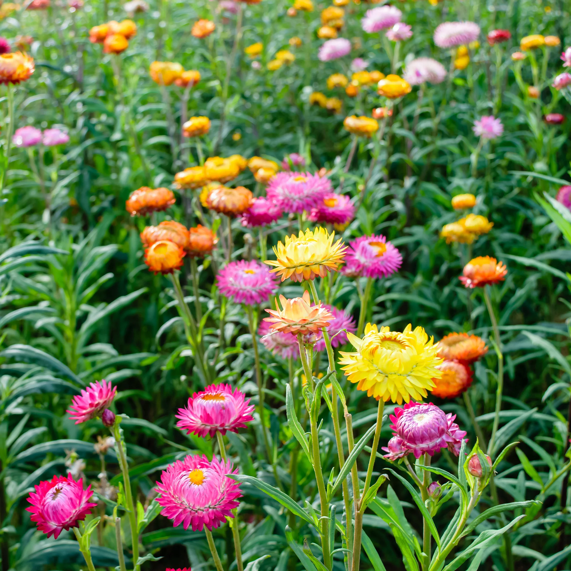 Immortelle à grosses fleurs en mélange - Image 3