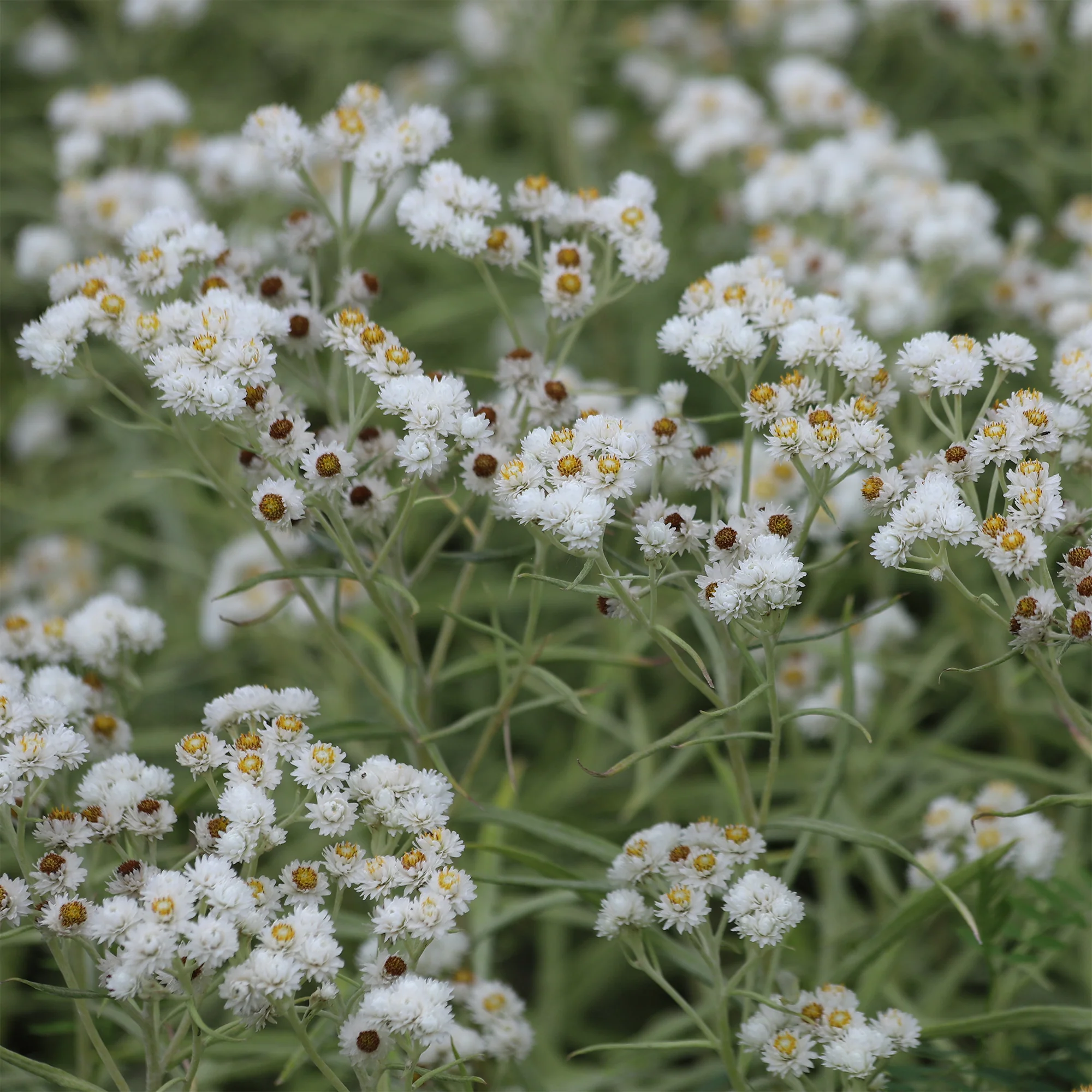 Immortelle d'argent Neuschnee