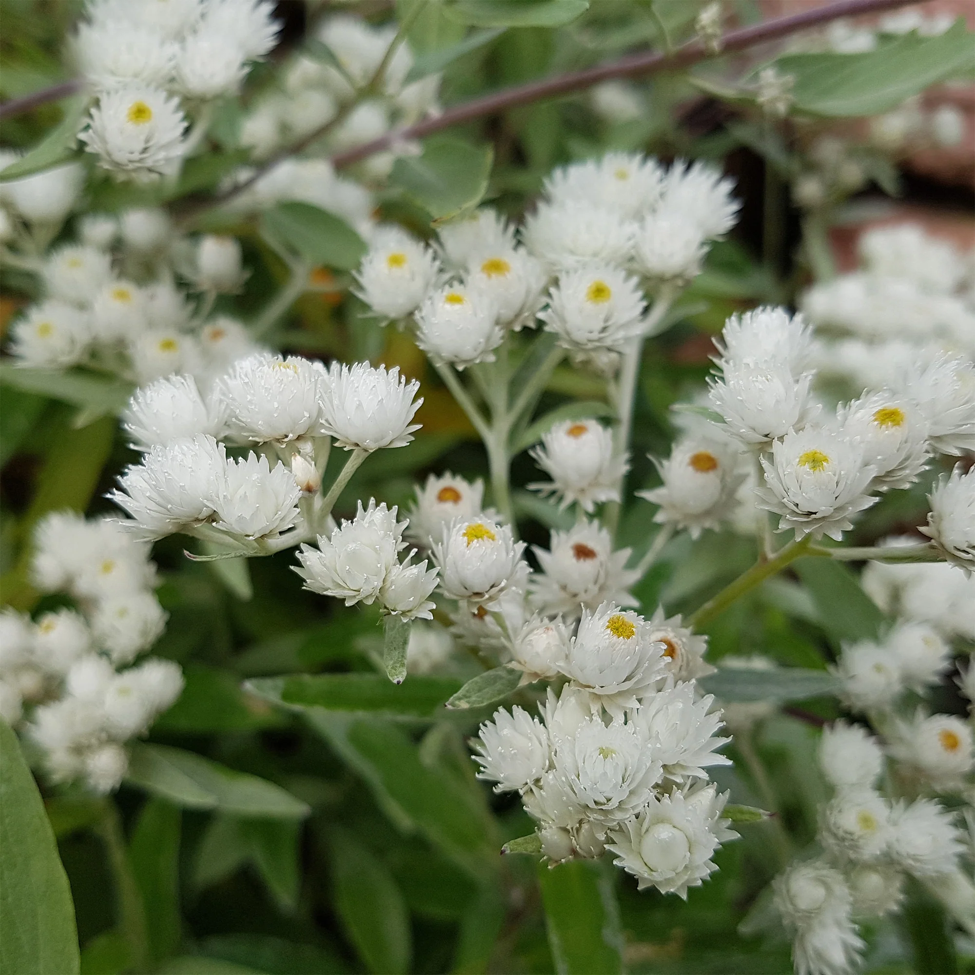 Immortelle d'argent Neuschnee - Image 2