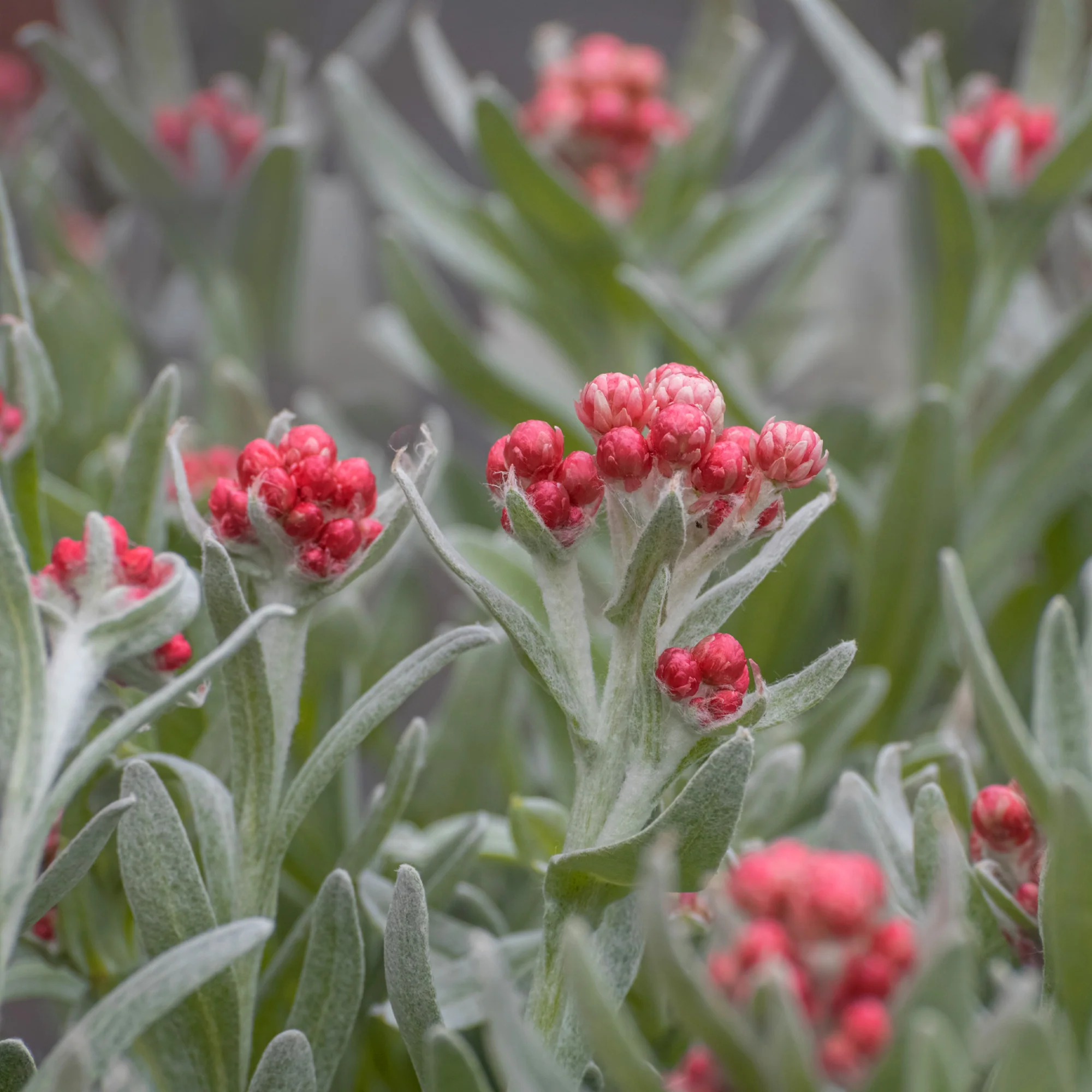 Immortelle de corse Runy Cluster - Image 2