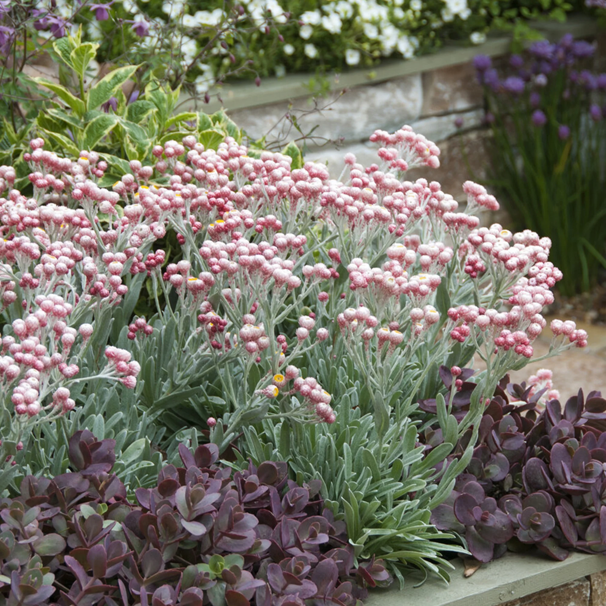 Immortelle de corse Runy Cluster - Image 3