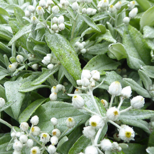 Immortelle de l'Himalaya Silberregen