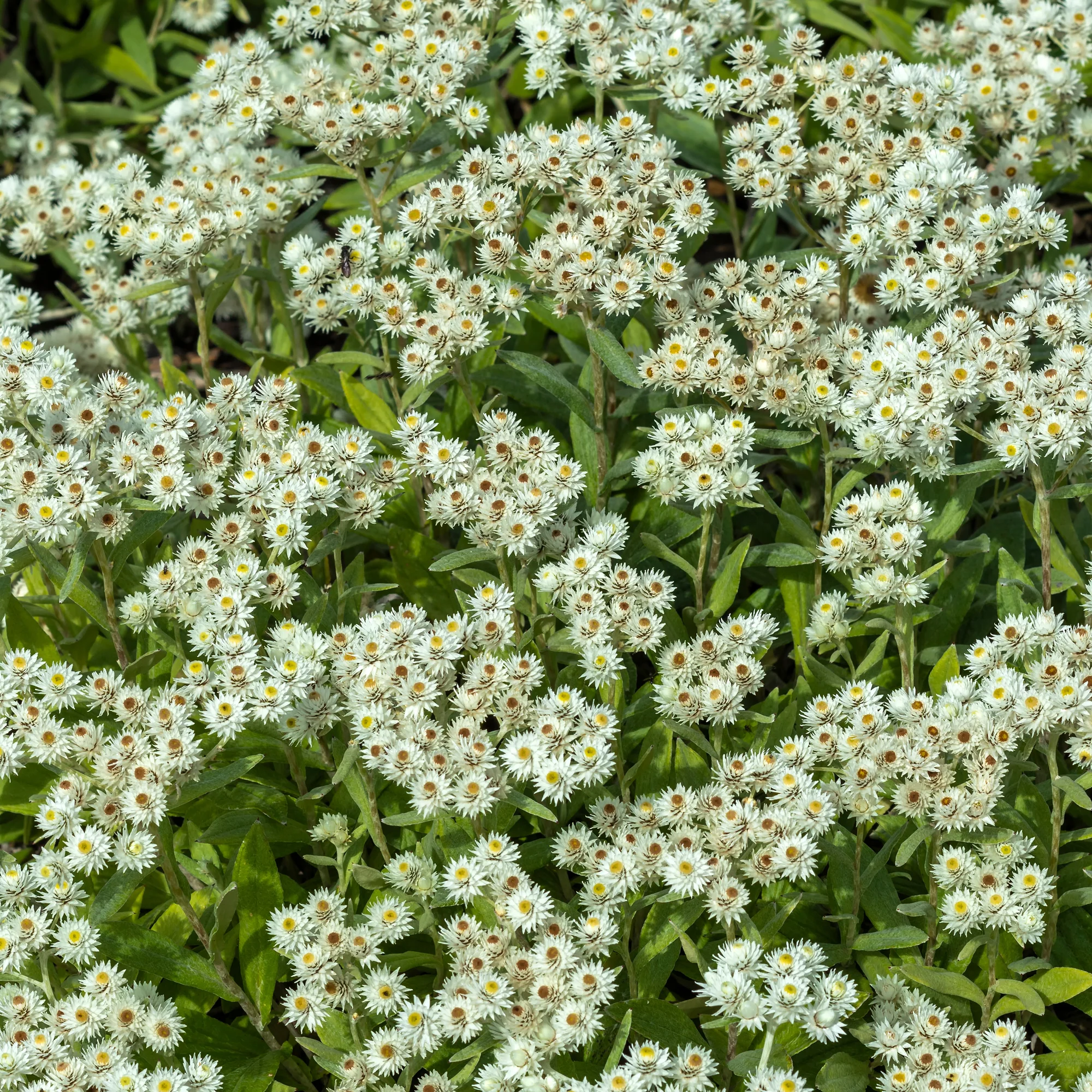 Immortelle de l'Himalaya Sommerschnee