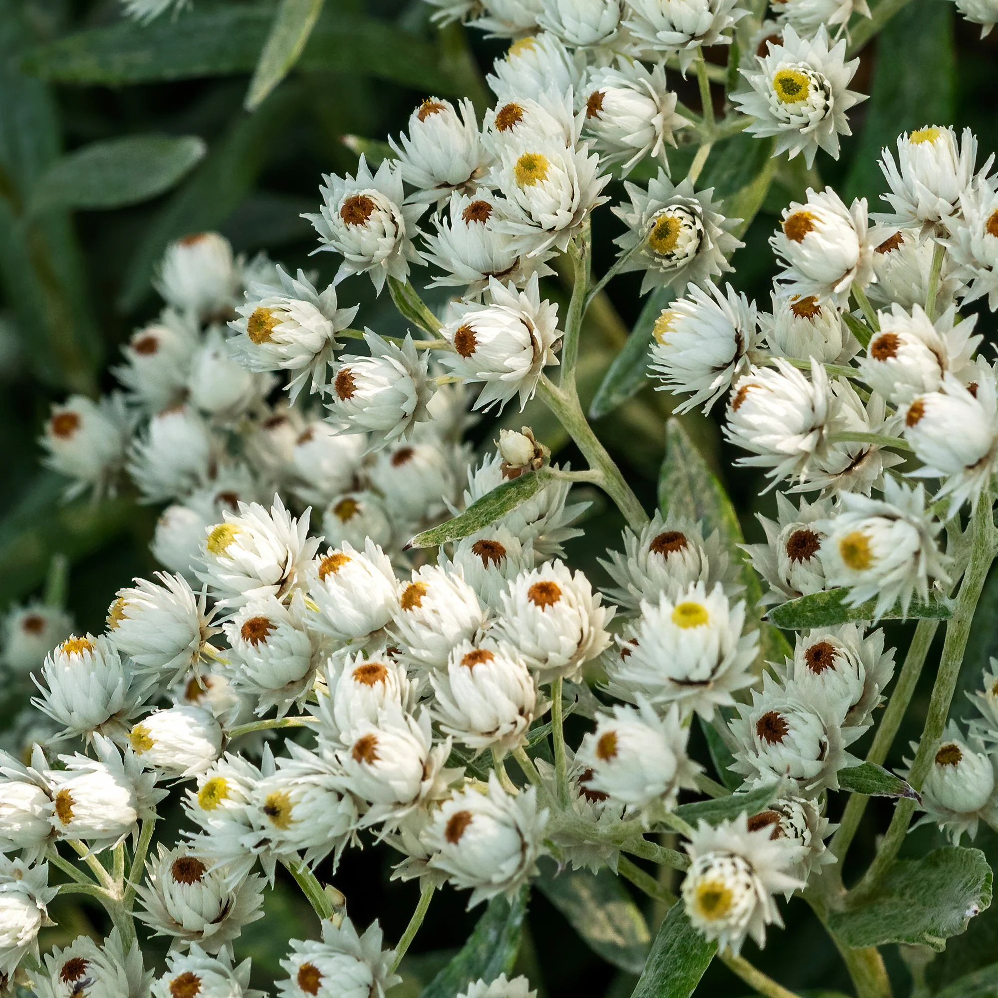 Immortelle de l'Himalaya Sommerschnee - Image 2