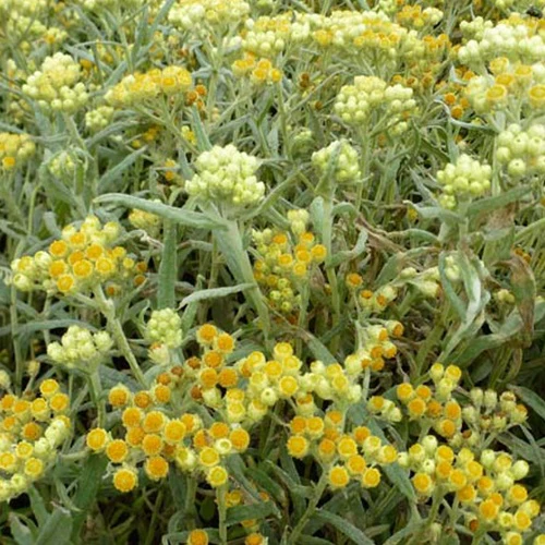 Immortelle hybride Swefellicht