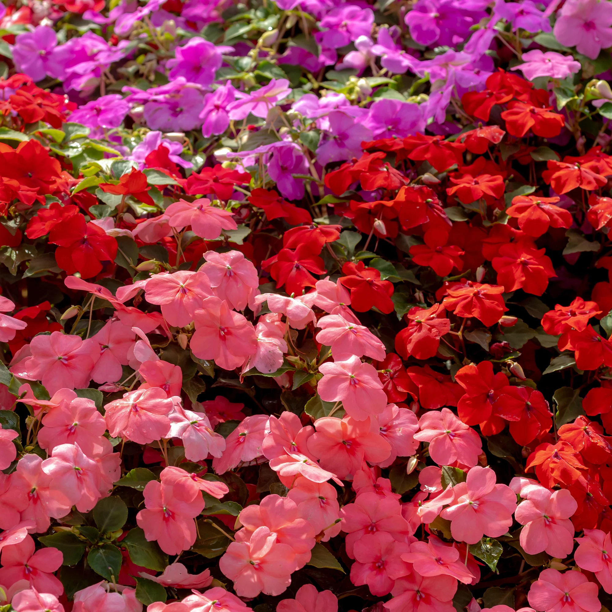 Impatiens du sultan Colour Cocktail en mélange