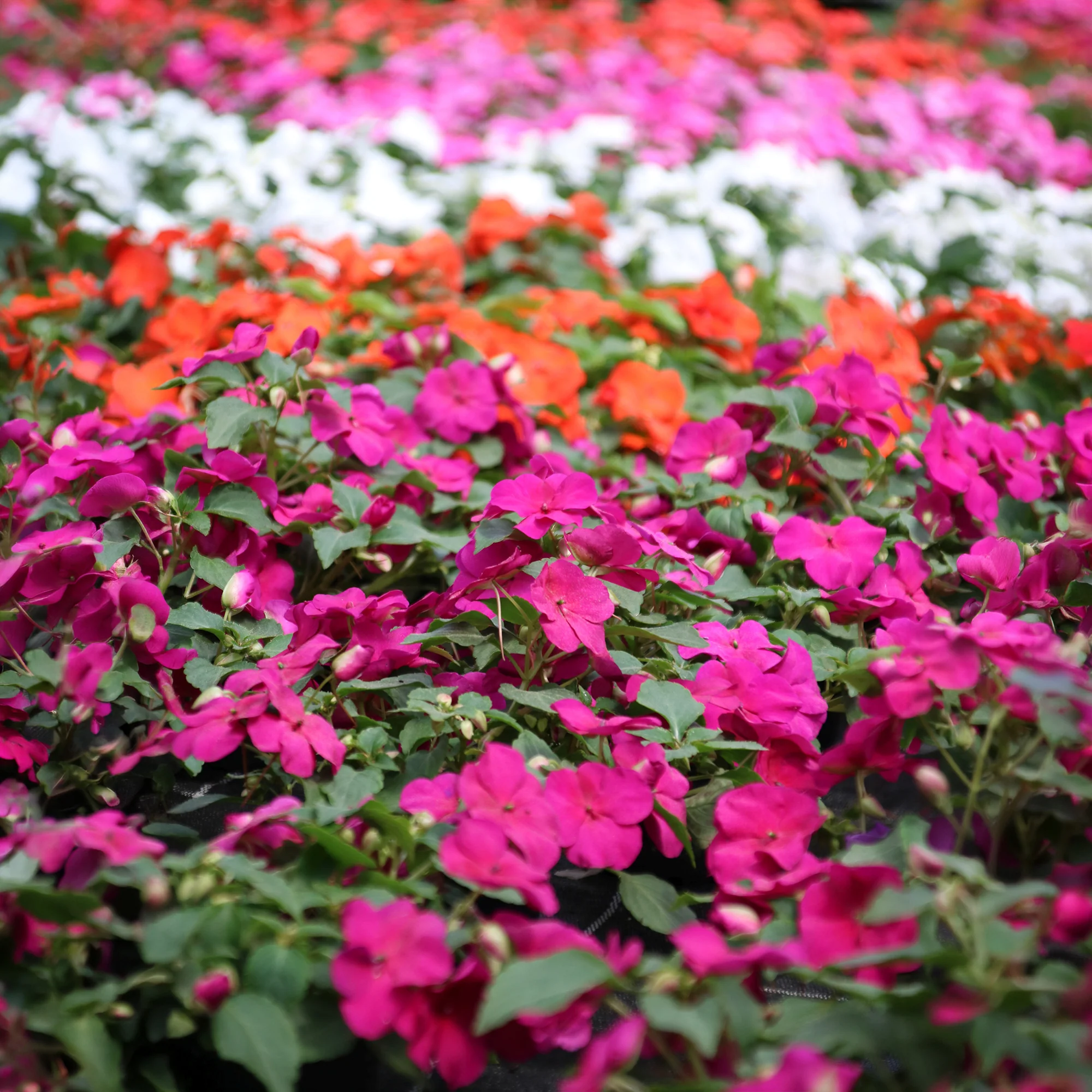 Impatiens du sultan Colour Cocktail en mélange - Image 2