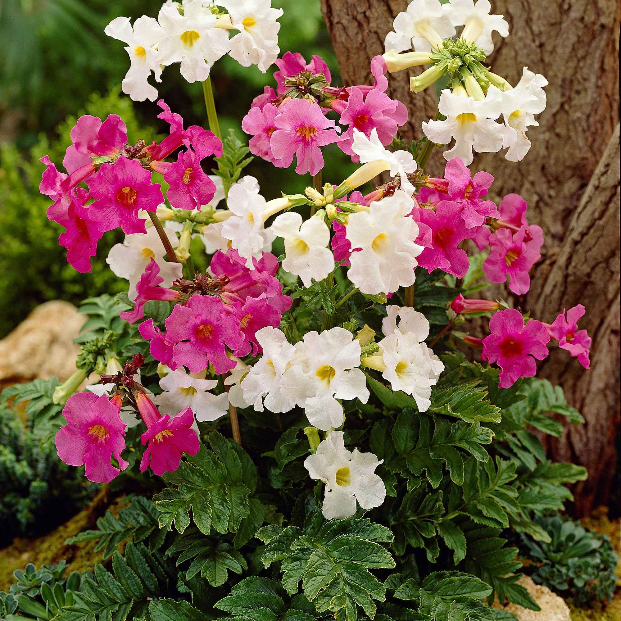 4 Terreurs des taupes blanches et roses - Incarvillea delavayi