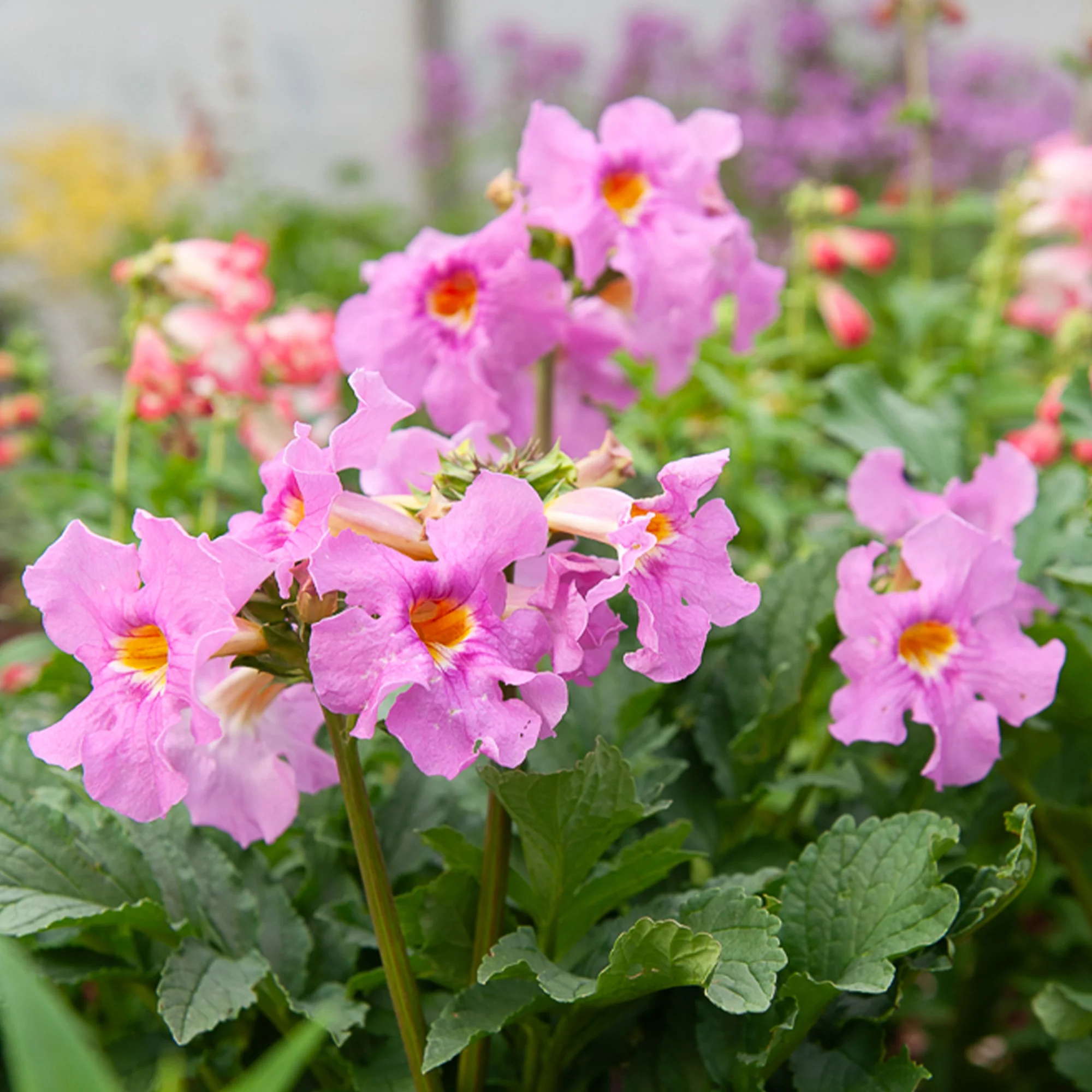 4 Terreurs des taupes blanches et roses - Incarvillea delavayi - Image 2