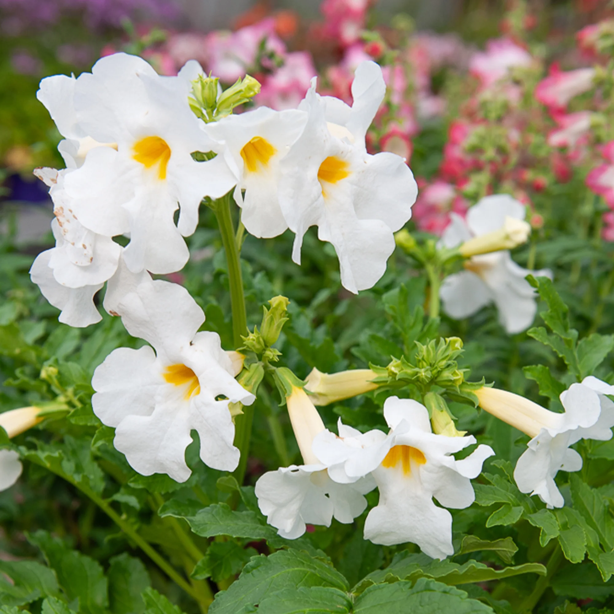 4 Terreurs des taupes blanches et roses - Incarvillea delavayi - Image 3