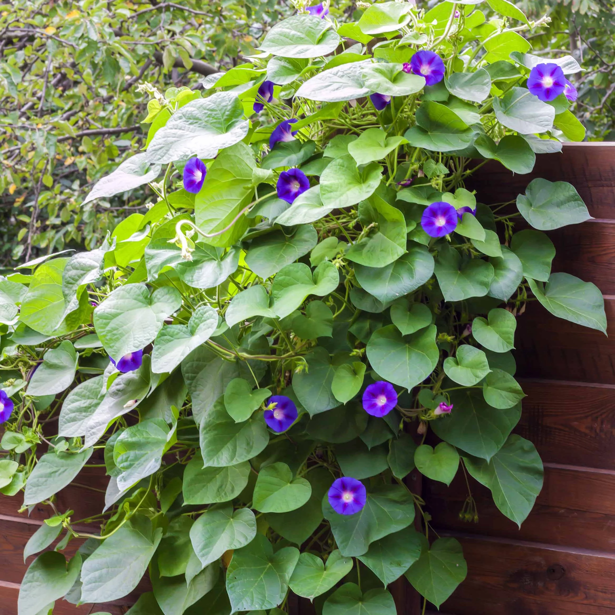 Ipomée à grandes fleurs