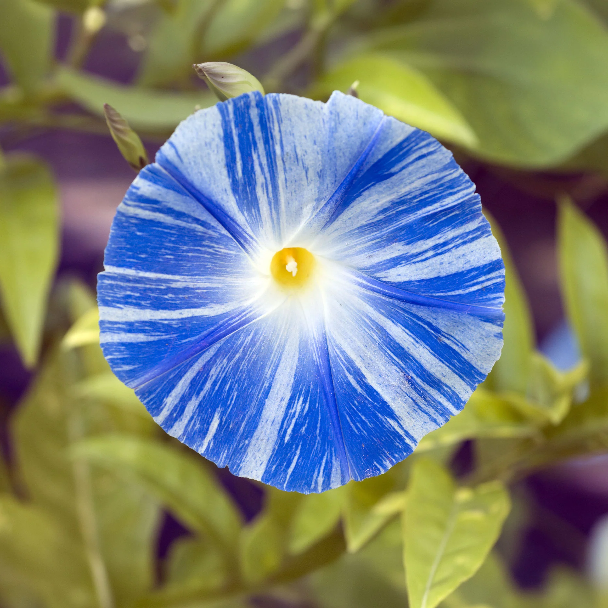 Ipomée à grandes fleurs Flying Saucer