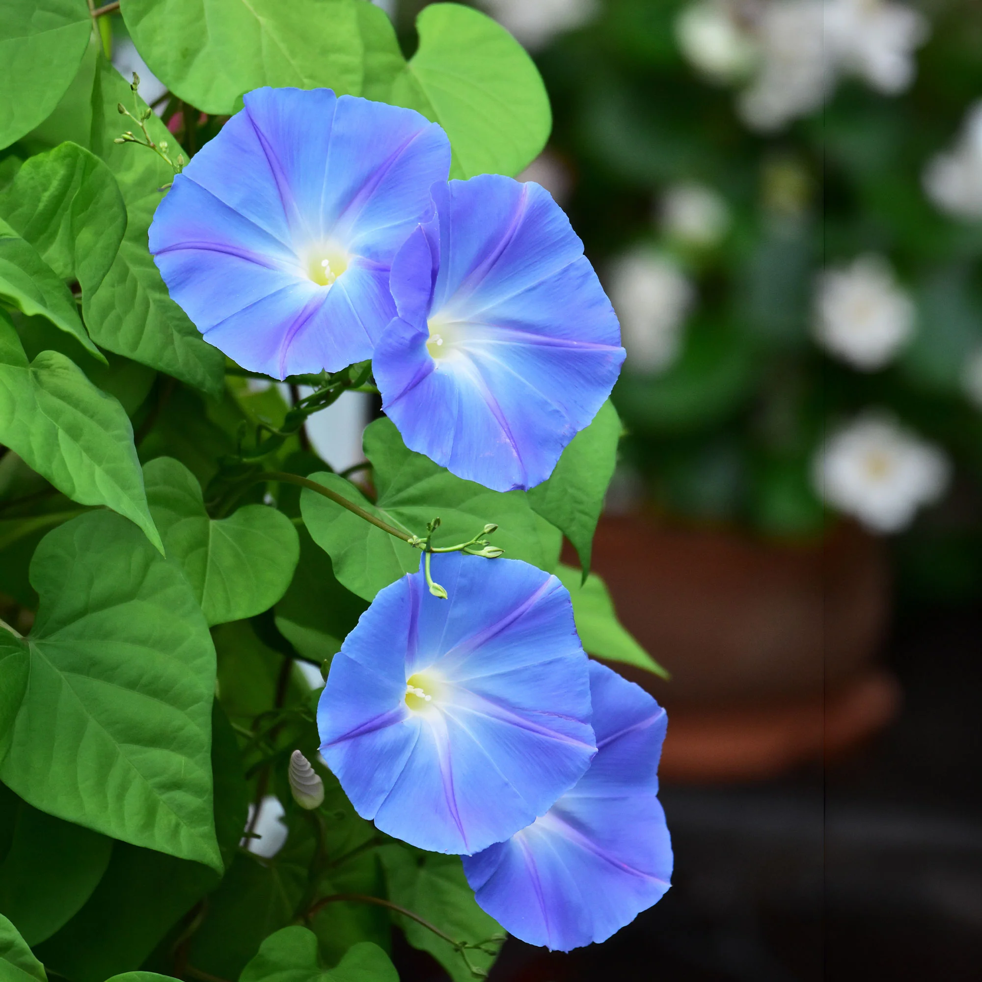 Ipomée à grandes fleurs Heavenly Blue