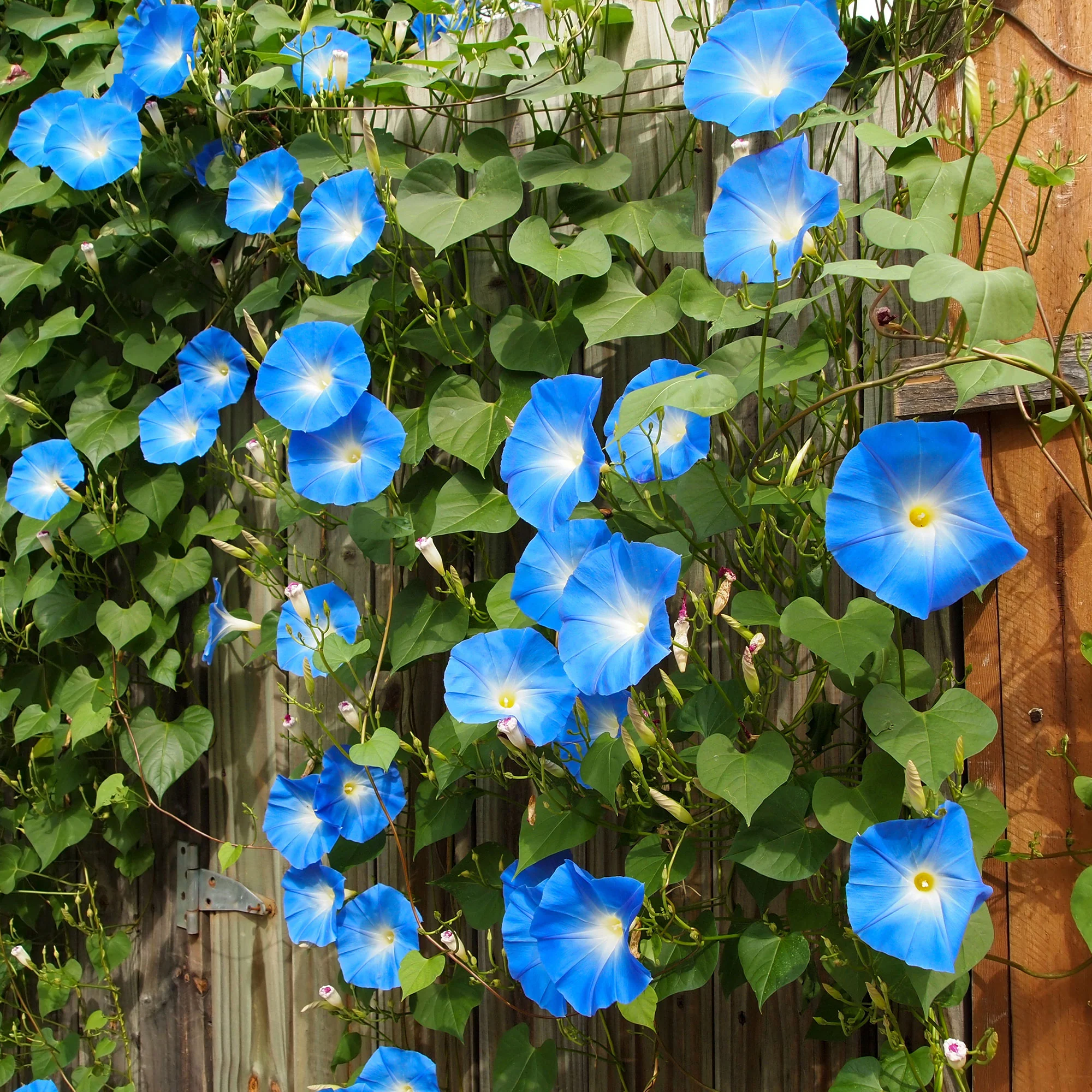 Ipomée à grandes fleurs Heavenly Blue - Image 2