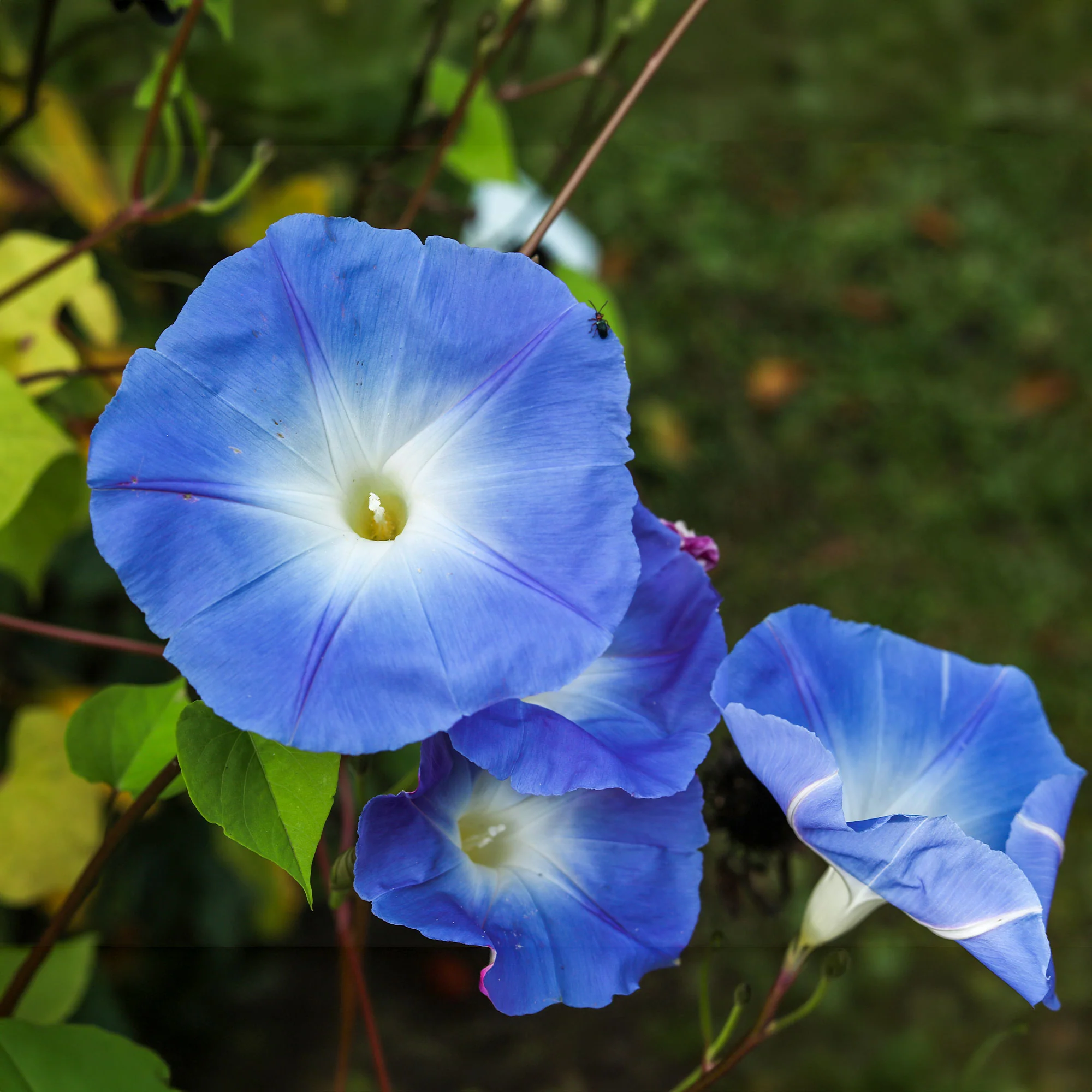 Ipomée à grandes fleurs Heavenly Blue - Image 3