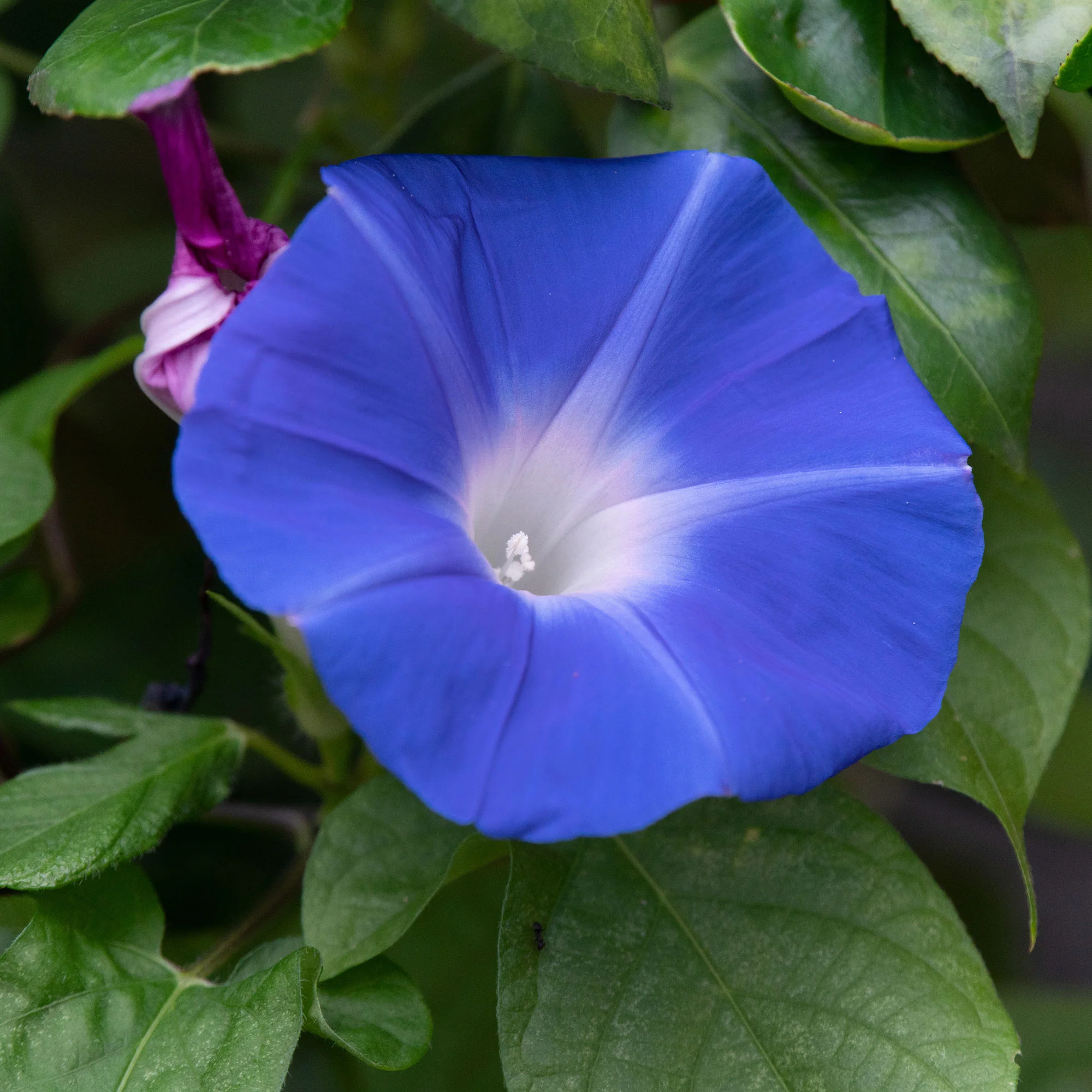 Ipomée à grandes fleurs Heavenly Blue - Image 4