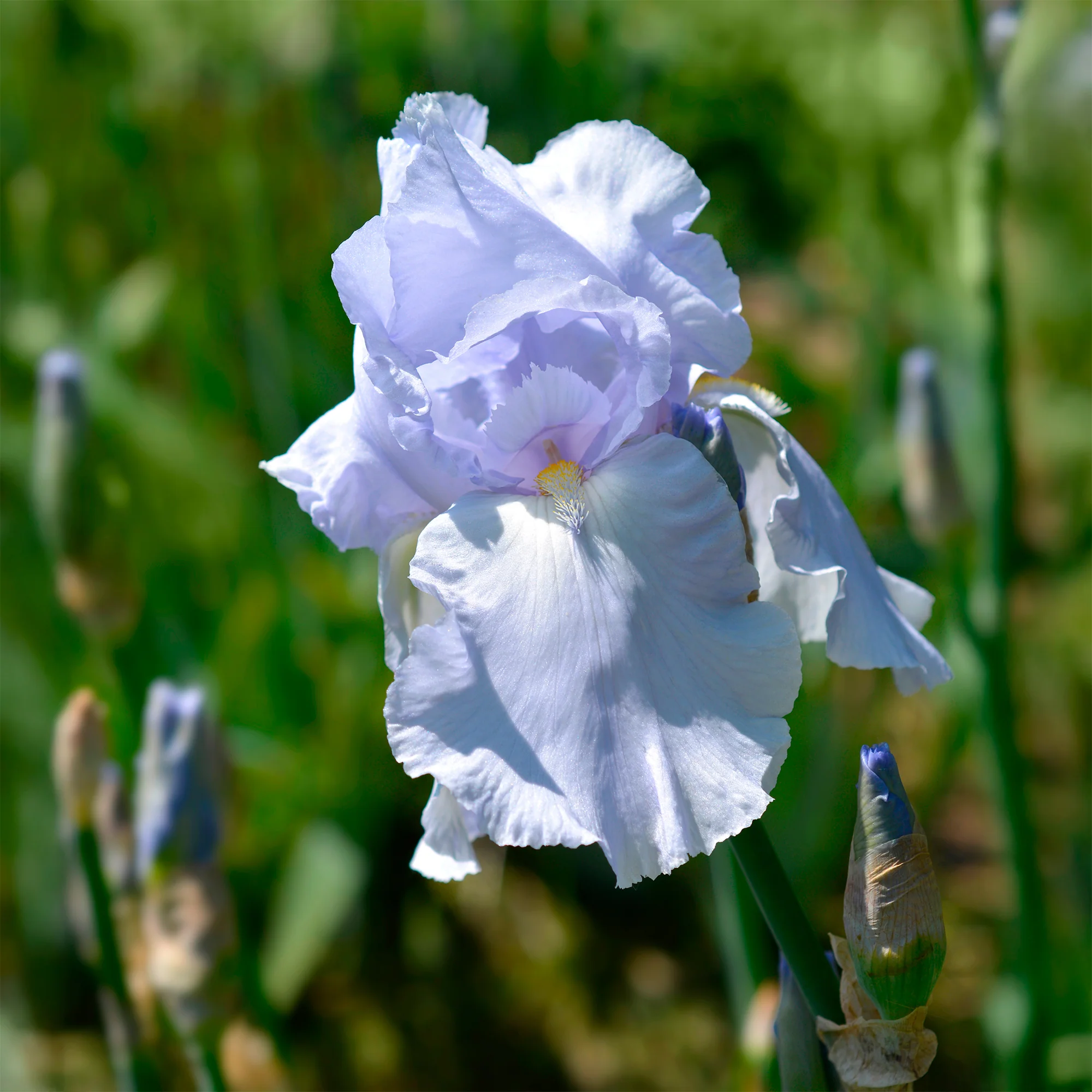 Iris de jardin Blue Sapphire