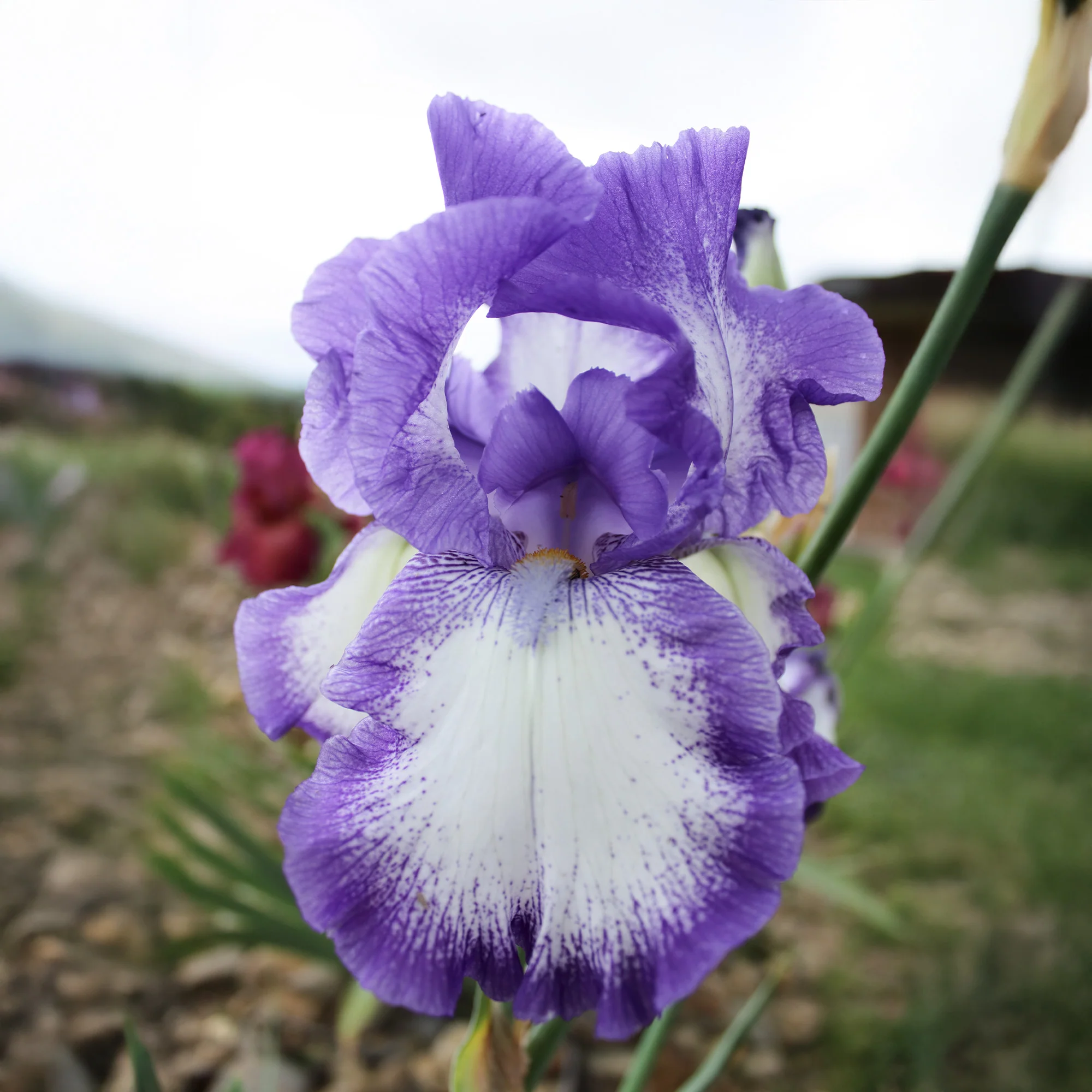2 Iris de jardin Bordure - Image 2