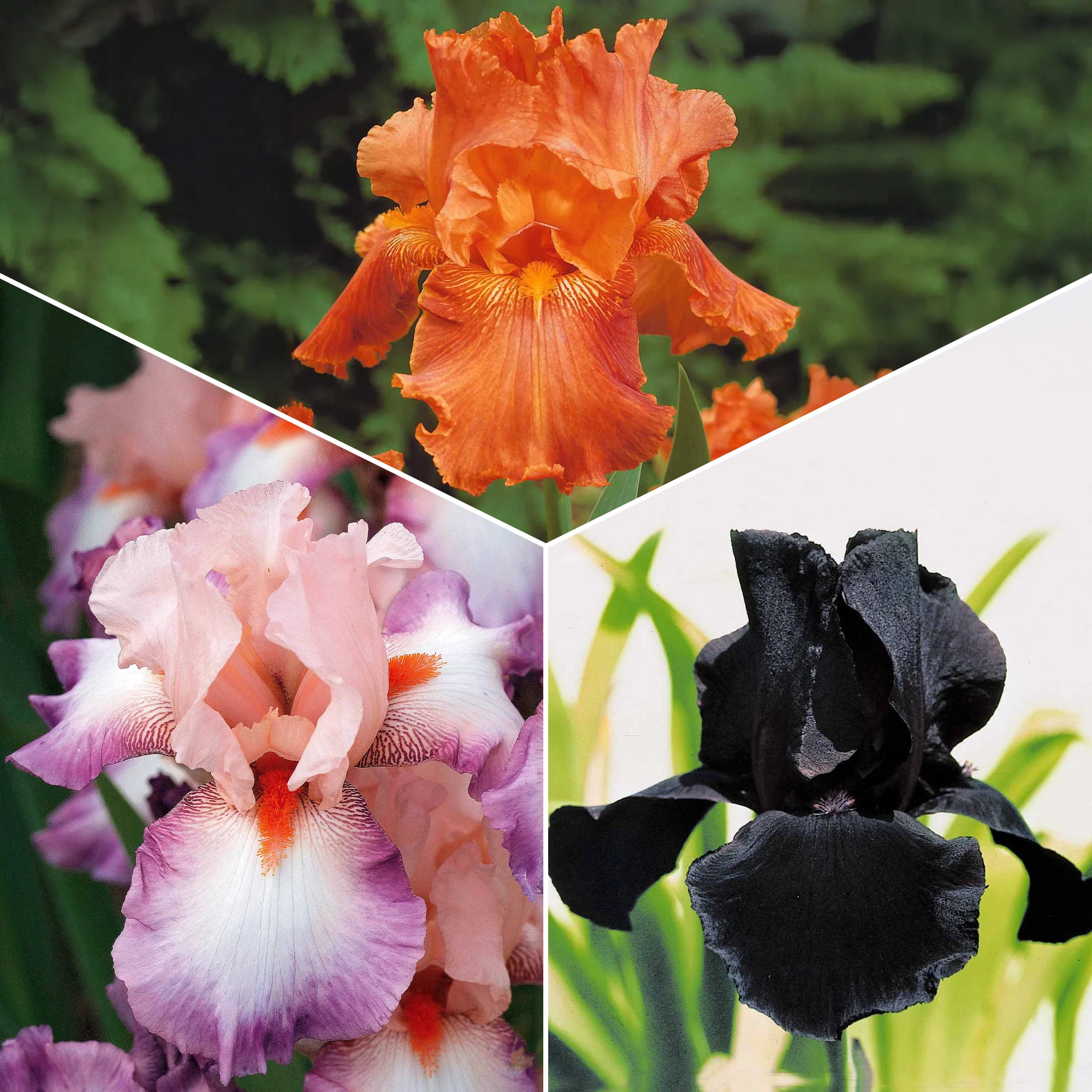 6 Iris de jardin noire, orange, rosé en mélange