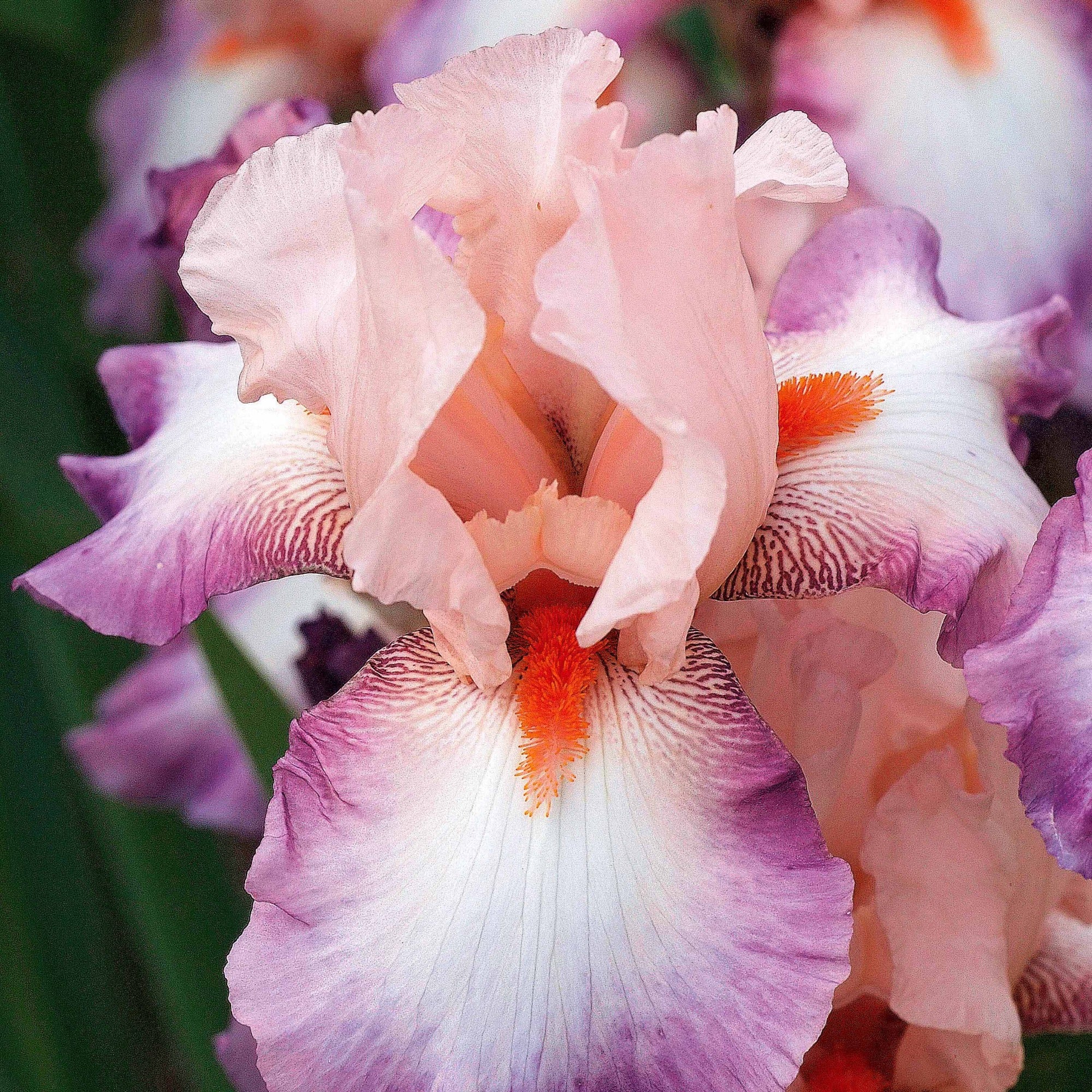 6 Iris de jardin noire, orange, rosé en mélange - Image 2