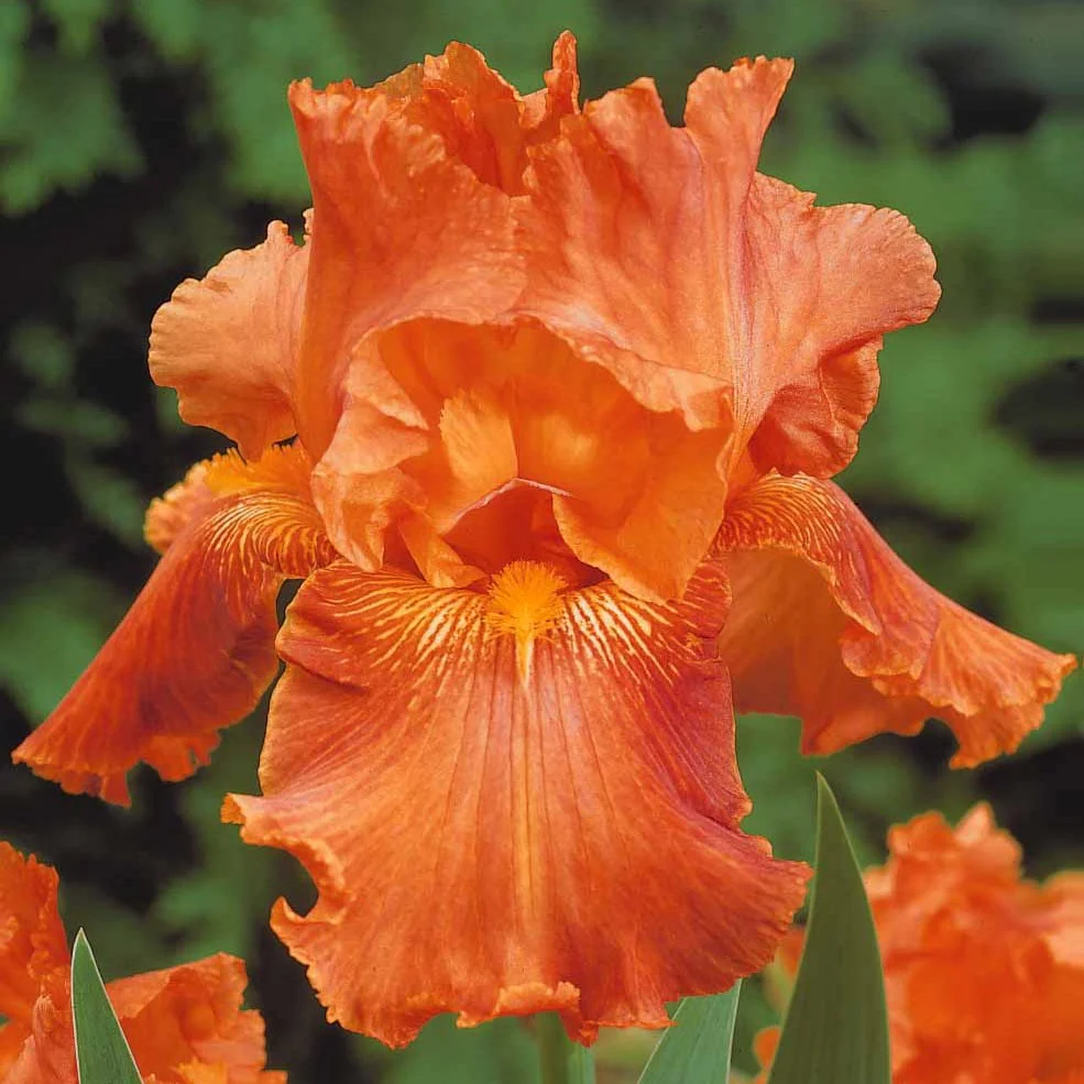 6 Iris de jardin noire, orange, rosé en mélange - Image 3