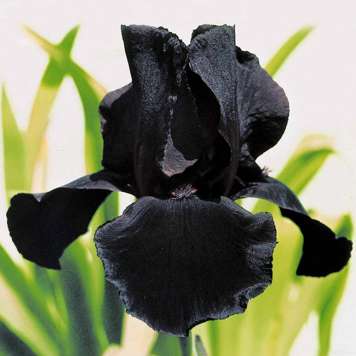 6 Iris de jardin noire, orange, rosé en mélange - Image 4