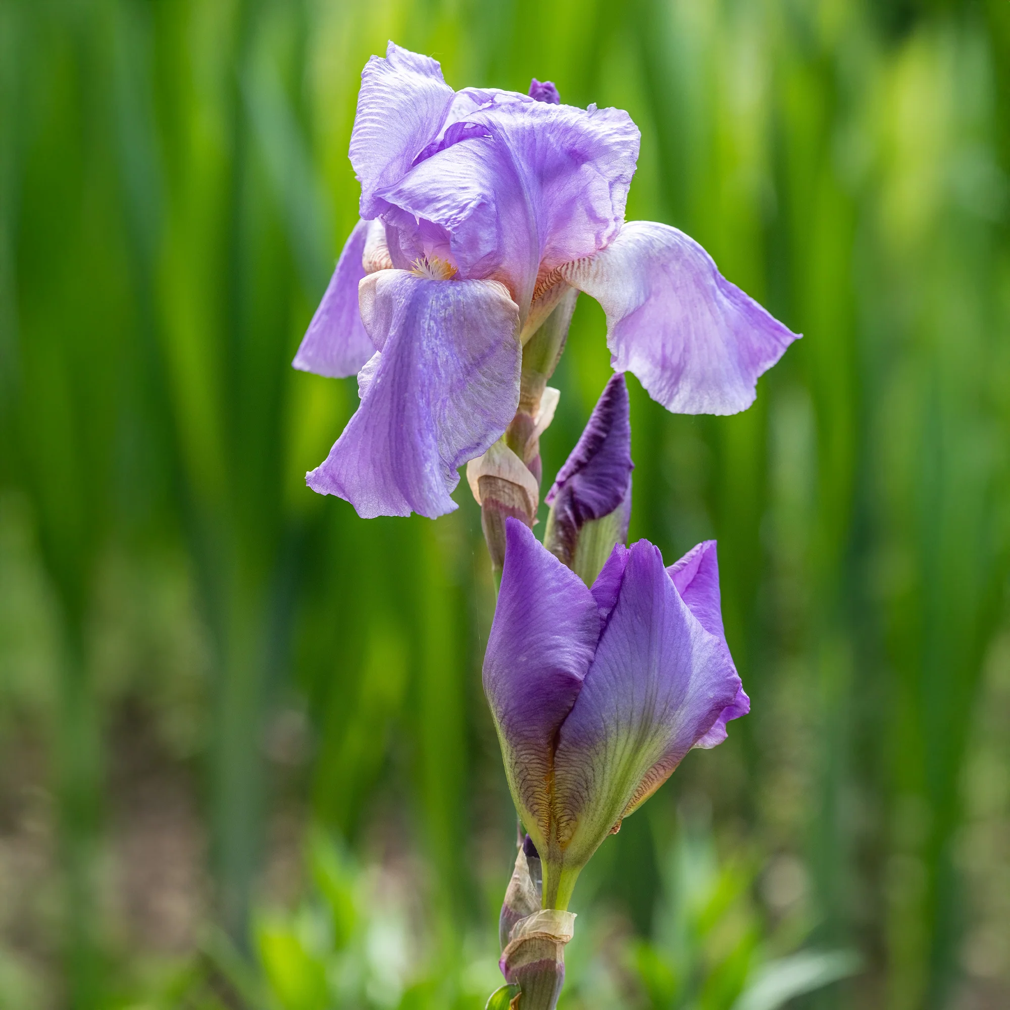 3 Iris de jardin remontant Lovely again - Image 3