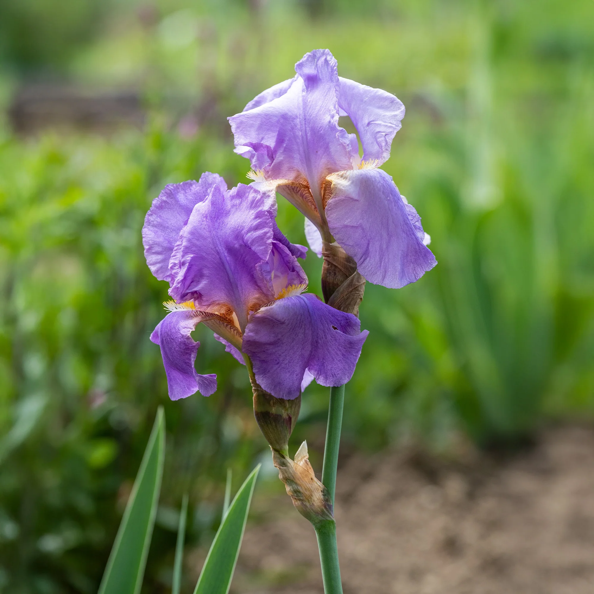 3 Iris de jardin remontant Lovely again - Image 4