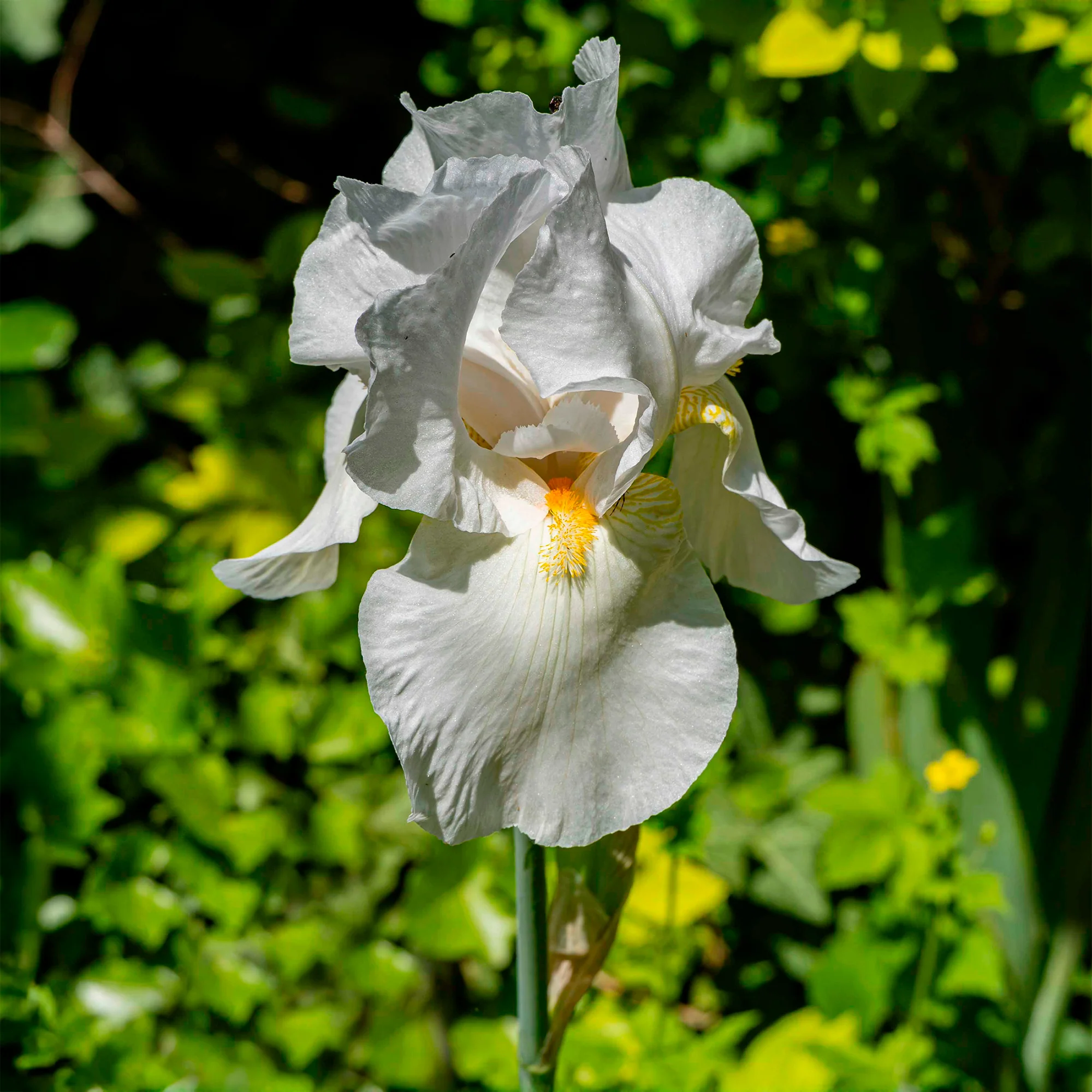 Iris de jardin Wedding Bouquet