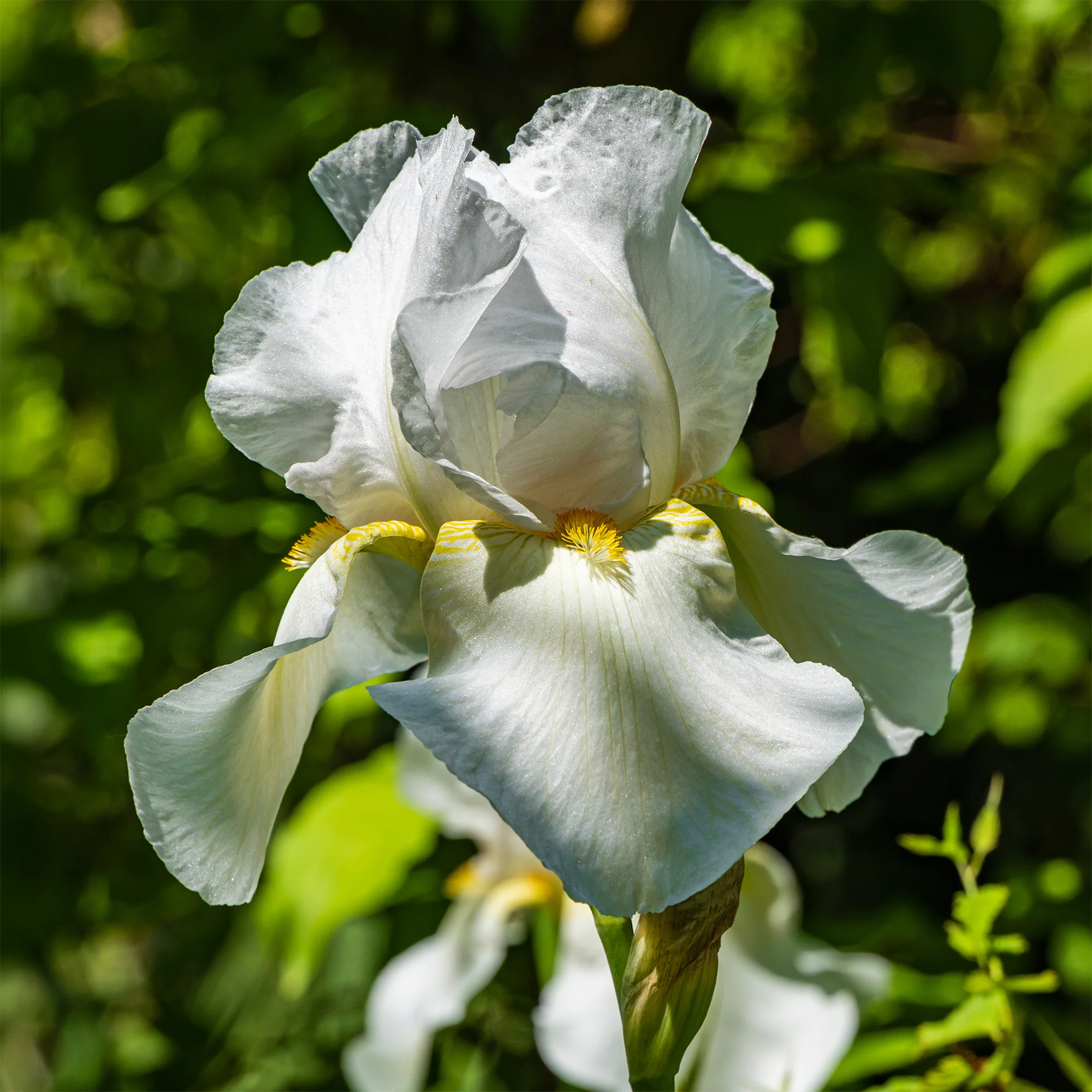 Iris de jardin Wedding Bouquet - Image 3