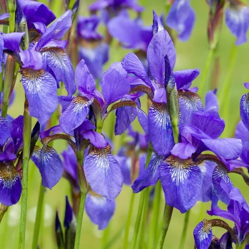 Iris de Sibérie - Image 2