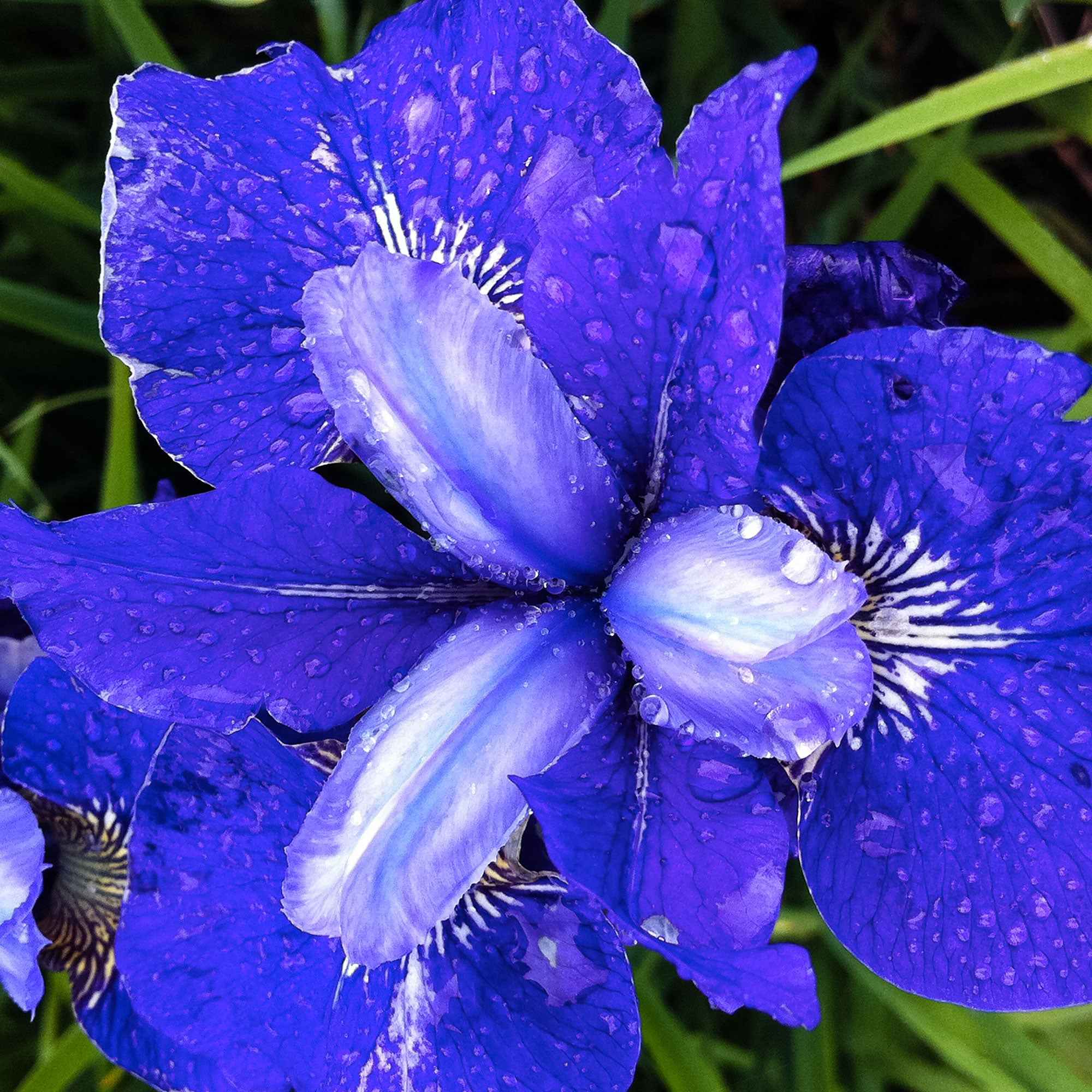 3 Iris de Sibérie Oiseau Bleu - Image 2