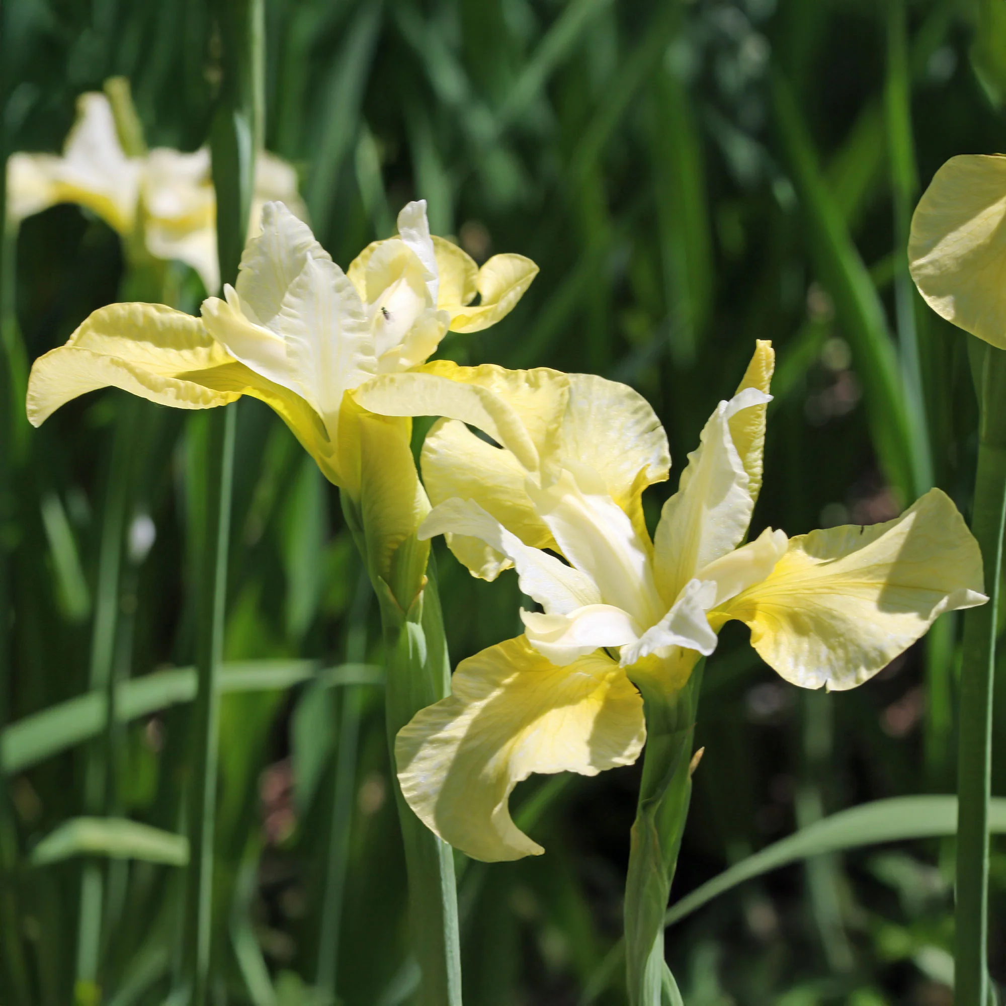 Iris de Sibérie Butter and Sugar