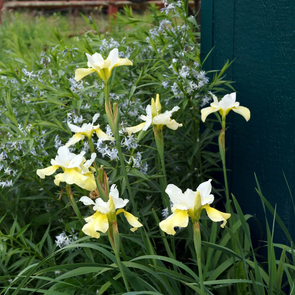 Iris de Sibérie Butter and Sugar - Image 2