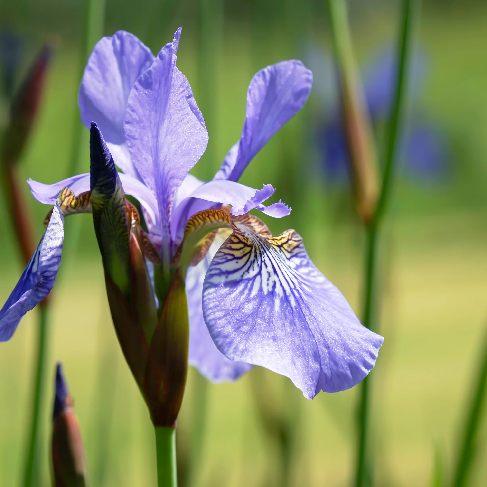 Iris de Sibérie Fran's Gold ® - Image 3