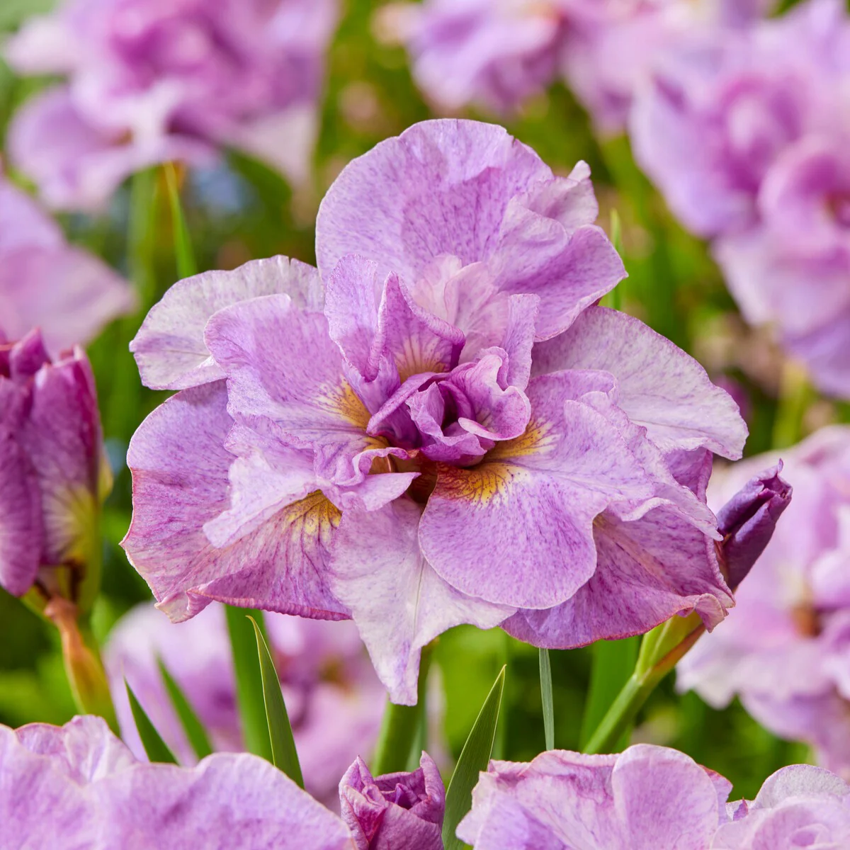 2 Iris de Sibérie Pink Parfait - Image 2