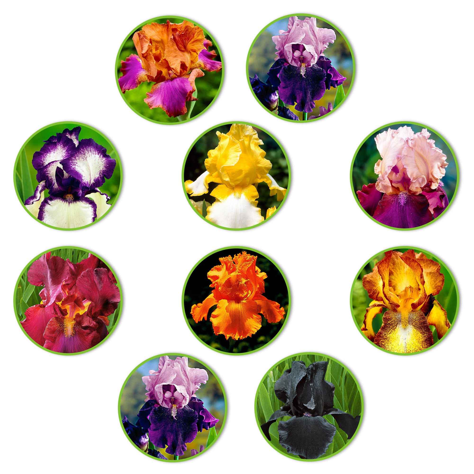 Iris des jardins en mélange 'Flowertastic' - Image 2