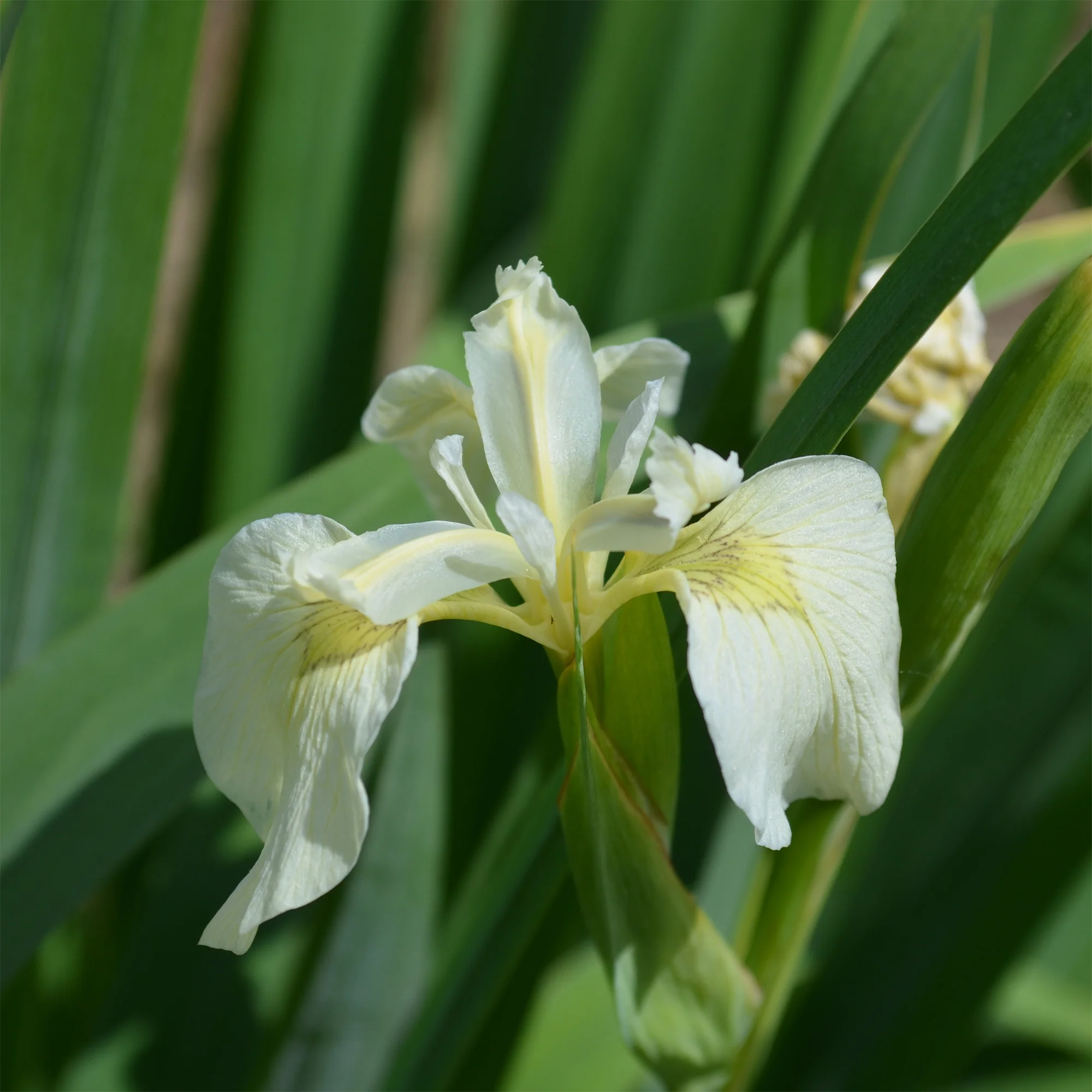 Iris des marais à fleurs blanches - Image 2