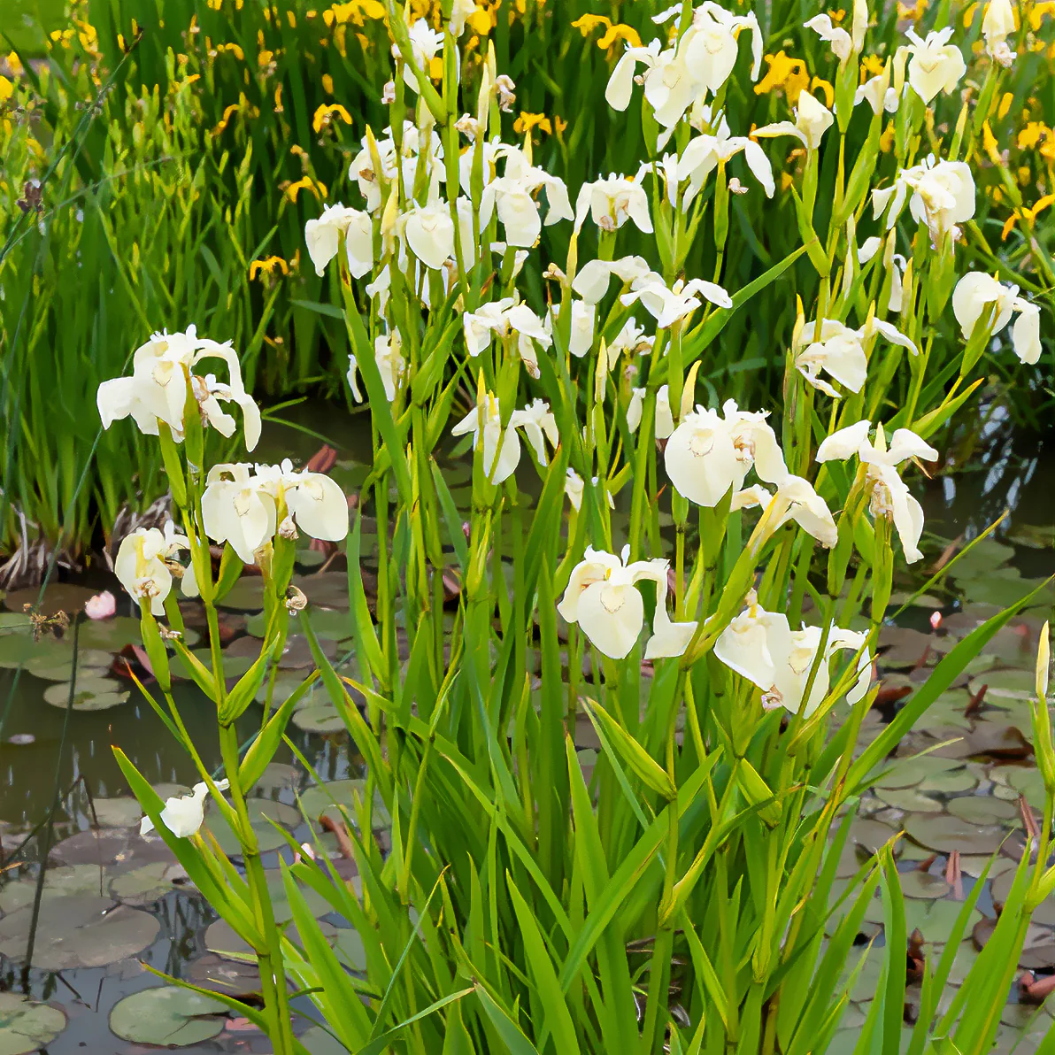 Iris des marais à fleurs blanches - Image 3