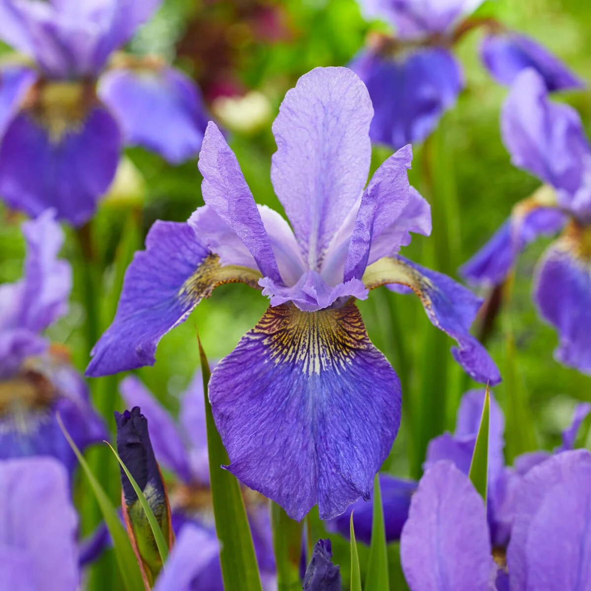 Iris des Sibérie Happy Returns