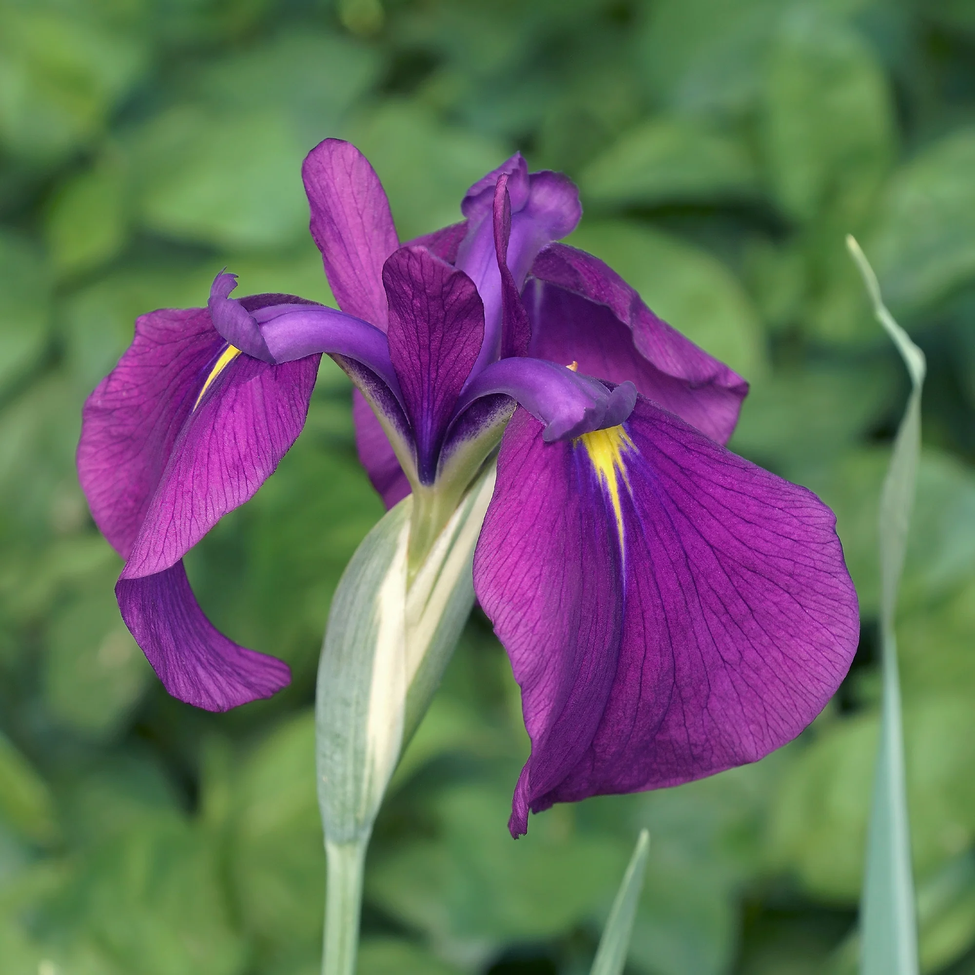 Iris du Japon Variegata - Image 2