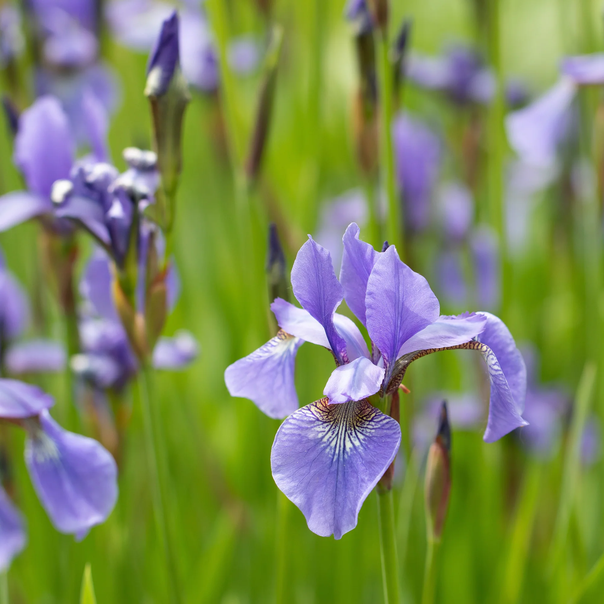 Iris versicolor - Image 2