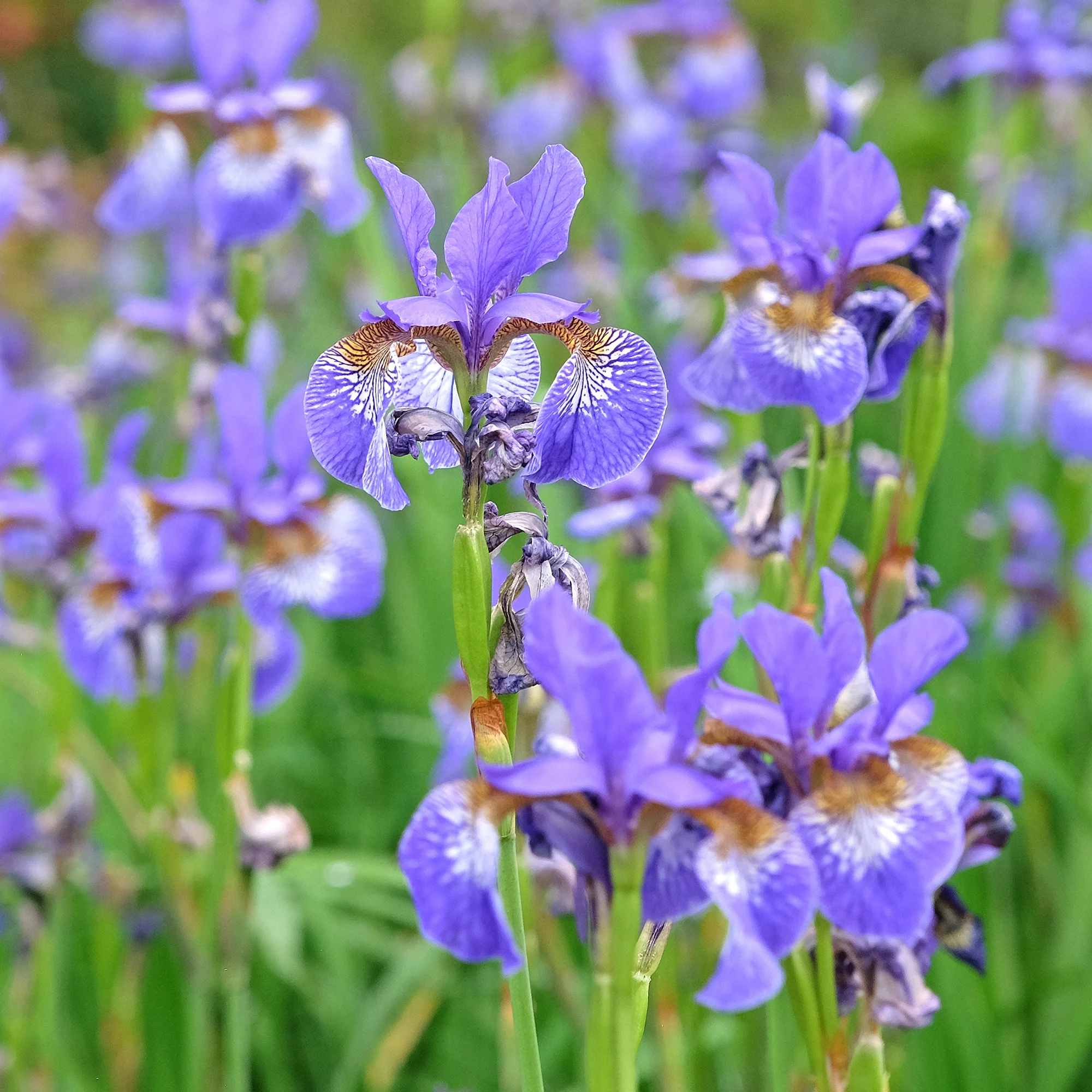 Iris versicolor - Image 3
