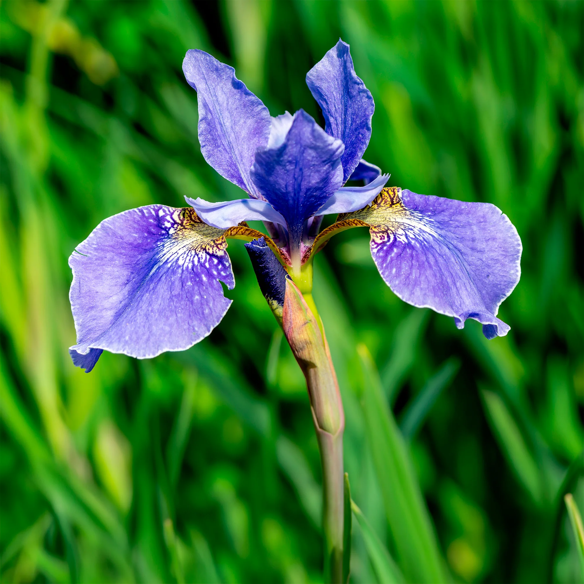 Iris versicolor - Image 4