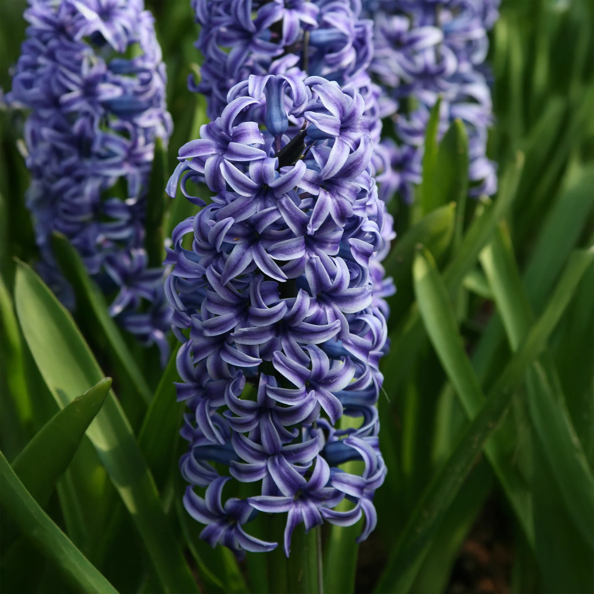 Jacinthe Blue Jacket - Image 3