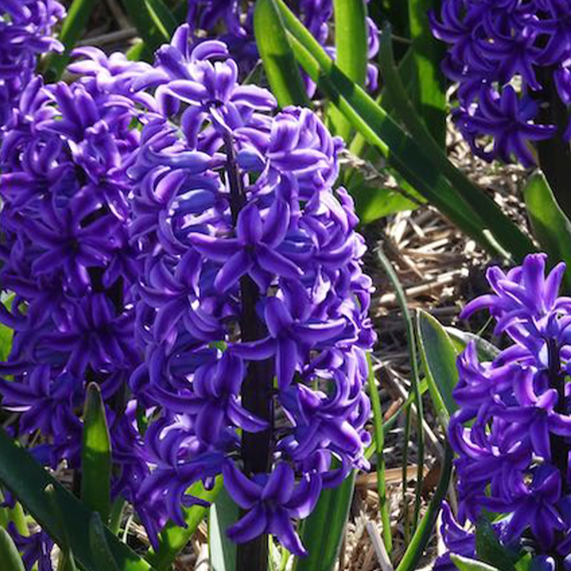 Jacinthe Blue Jacket - Image 6