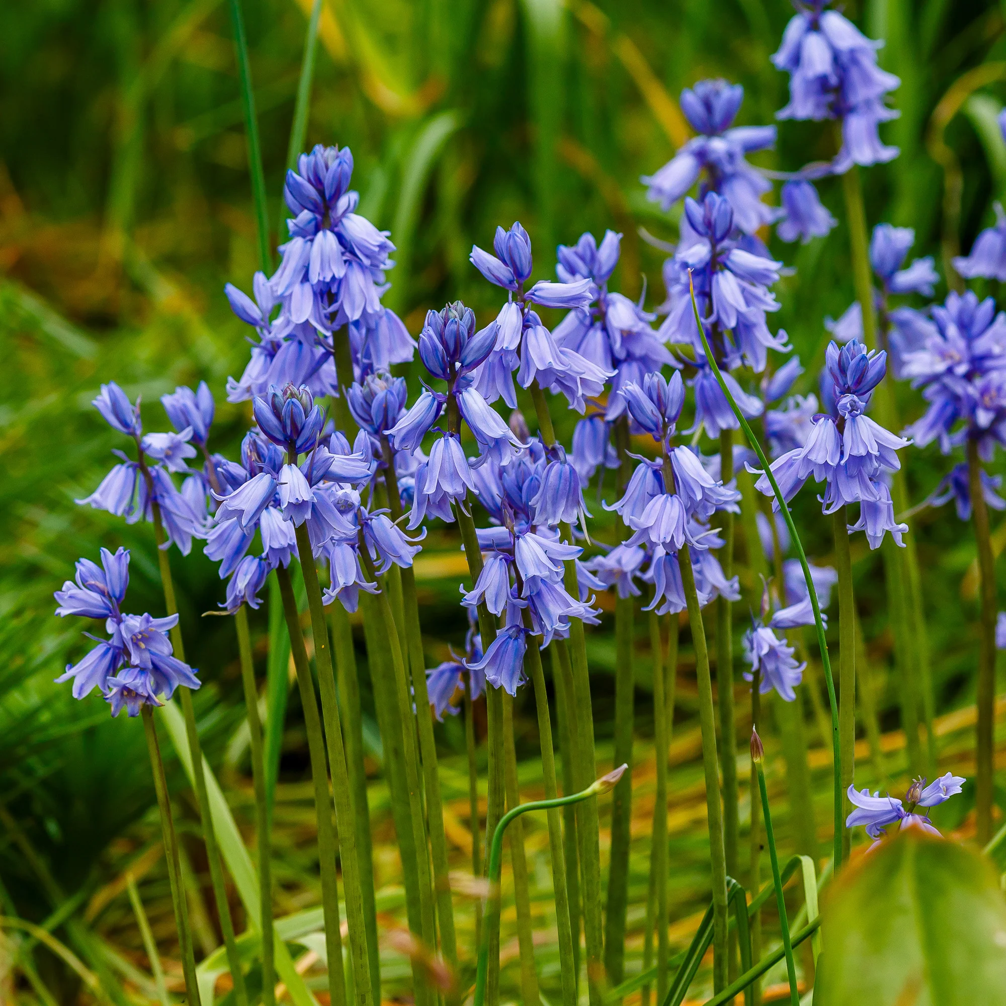 Jacinthe des bois bleue - Image 2